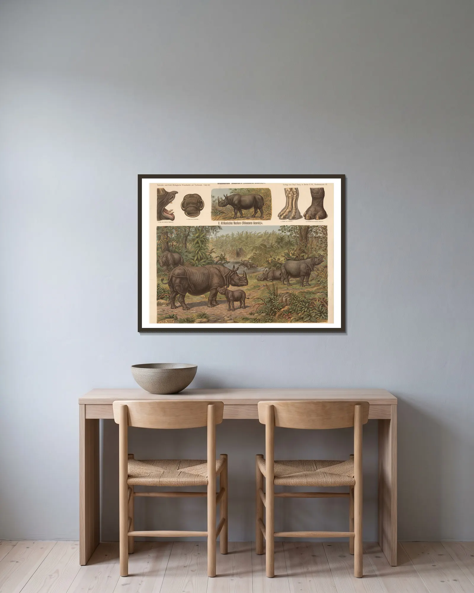 Indian rhinoceros (Rhinoceros unicornis) av Albert Kull inramad på en vägg