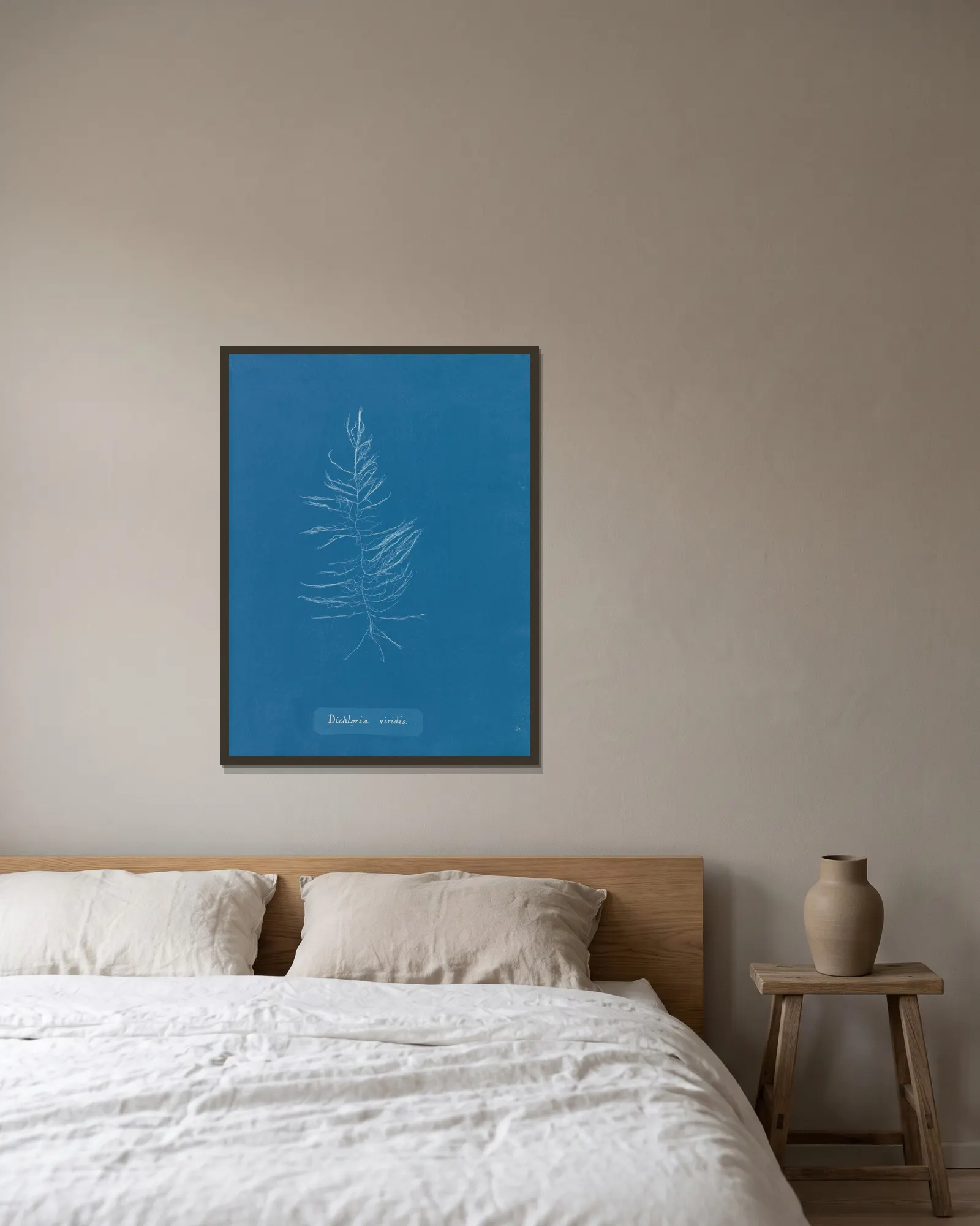 Dichloria viridis av Anna Atkins inramad på en vägg