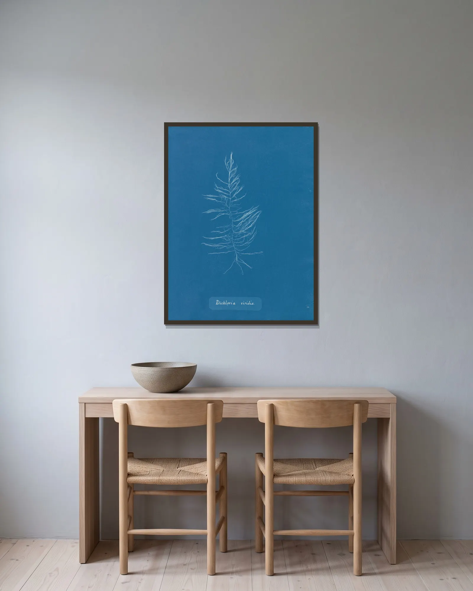 Dichloria viridis av Anna Atkins inramad på en vägg