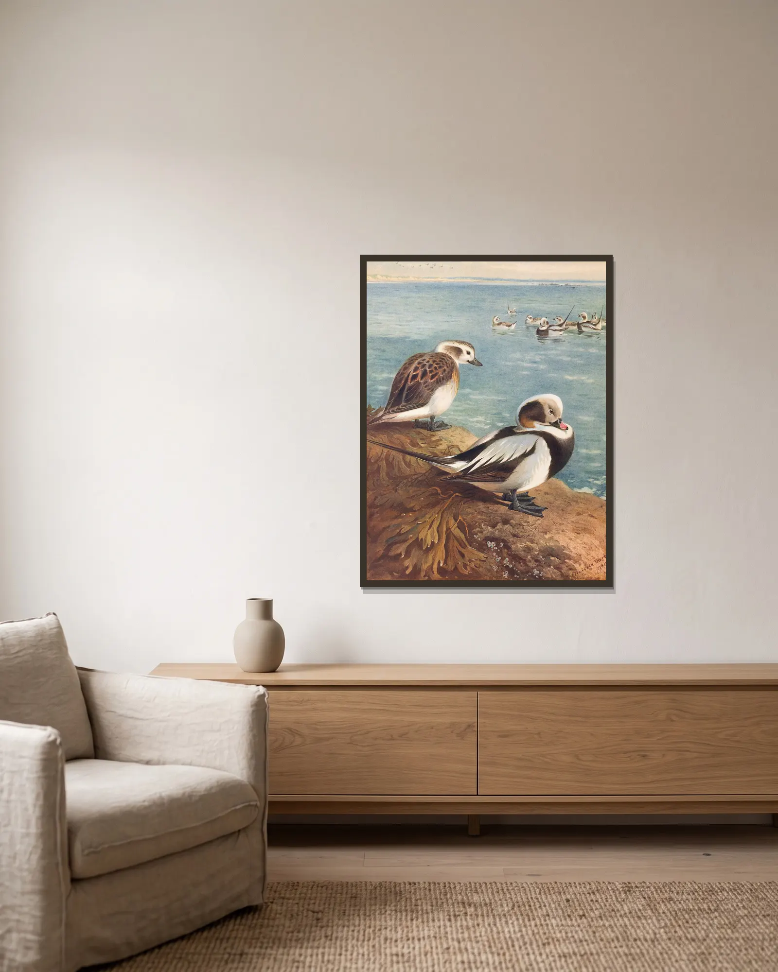 Long-Tailed Duck (Winter) av Archibald Thorburn inramad på en vägg