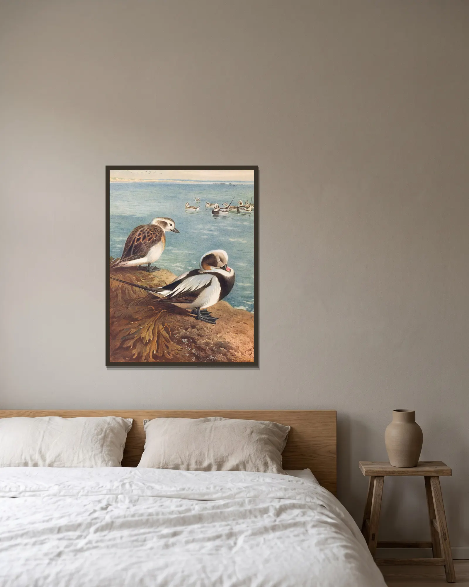 Long-Tailed Duck (Winter) av Archibald Thorburn inramad på en vägg