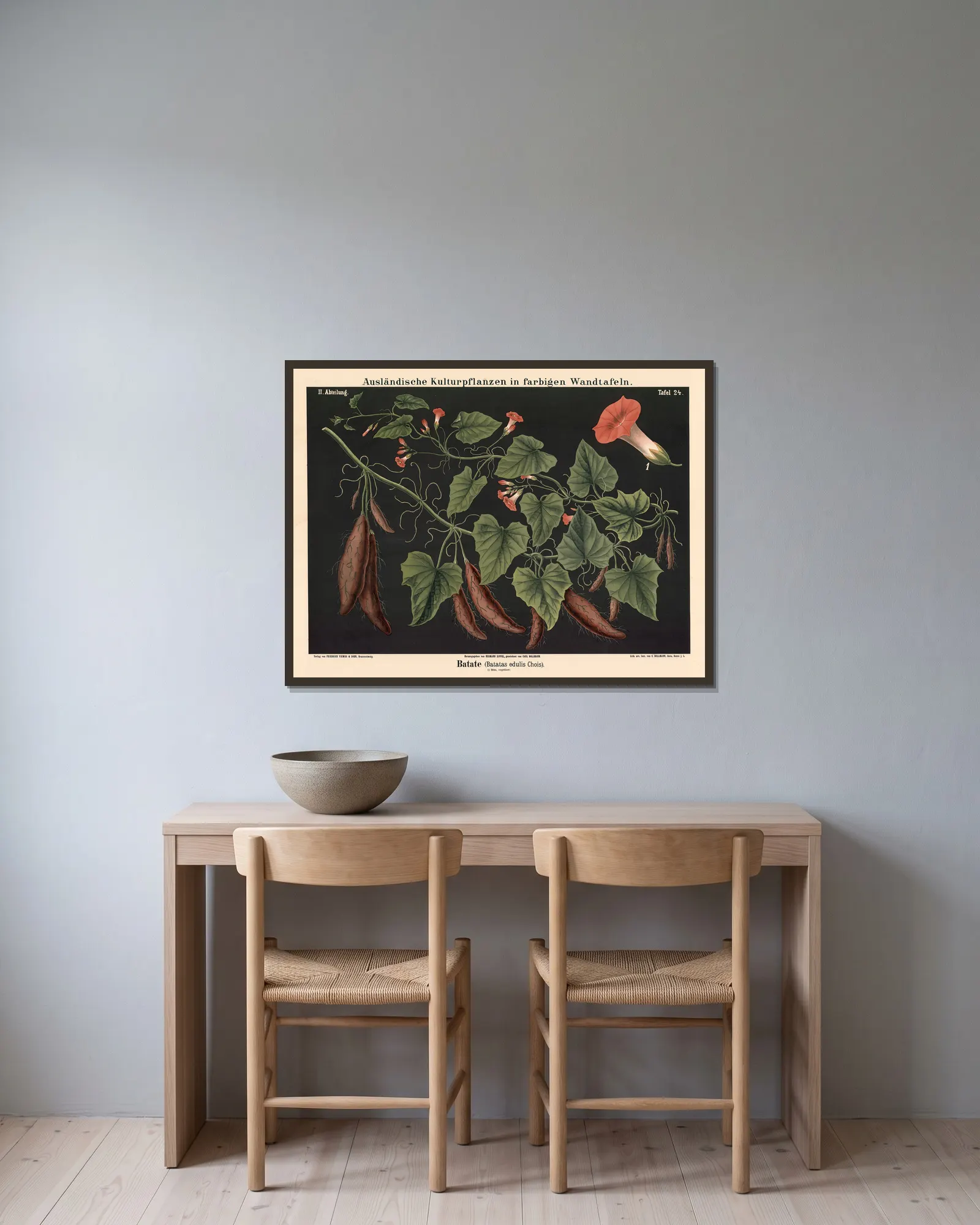 Batate (Batatas edulis Chois) av Carl Bollmann inramad på en vägg