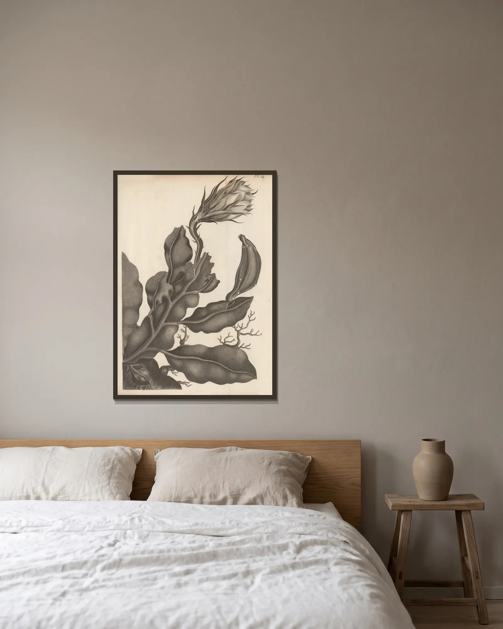 Cereus oxypetalus av Augustin Pyramus de Candolle inramad på en vägg