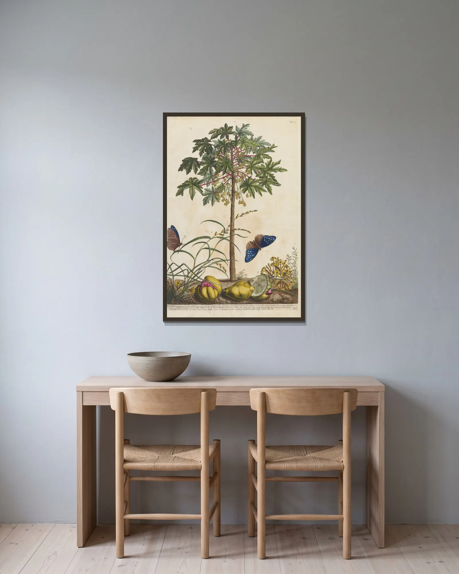 Papaya av Georg Dionysius Ehret inramad på en vägg
