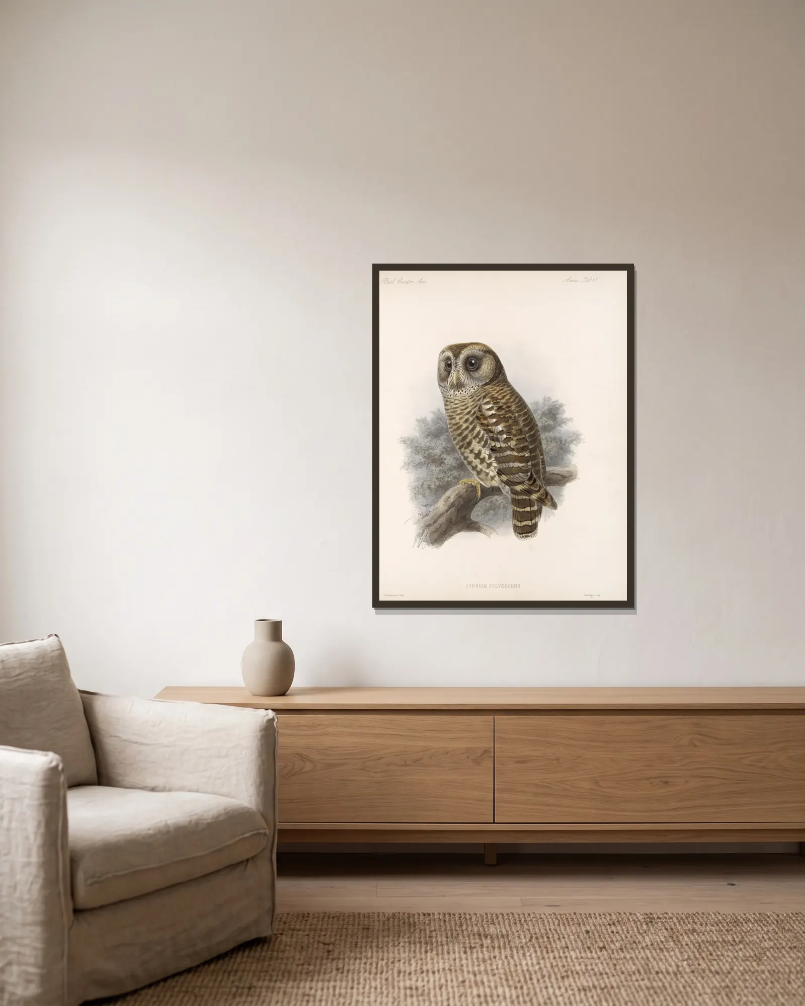 Aves Pl 66 av Frederick DuCane Godman inramad på en vägg