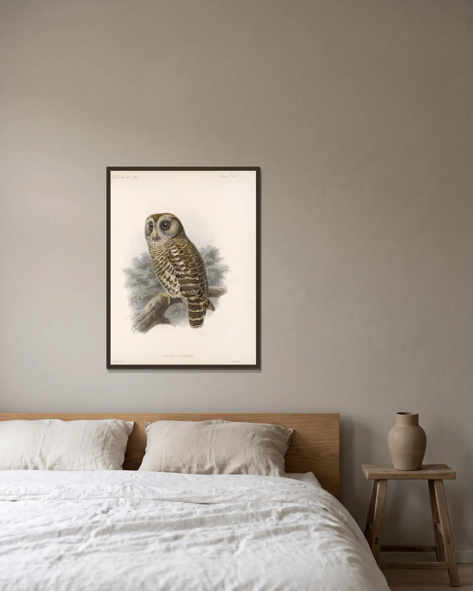 Aves Pl 66 av Frederick DuCane Godman inramad på en vägg
