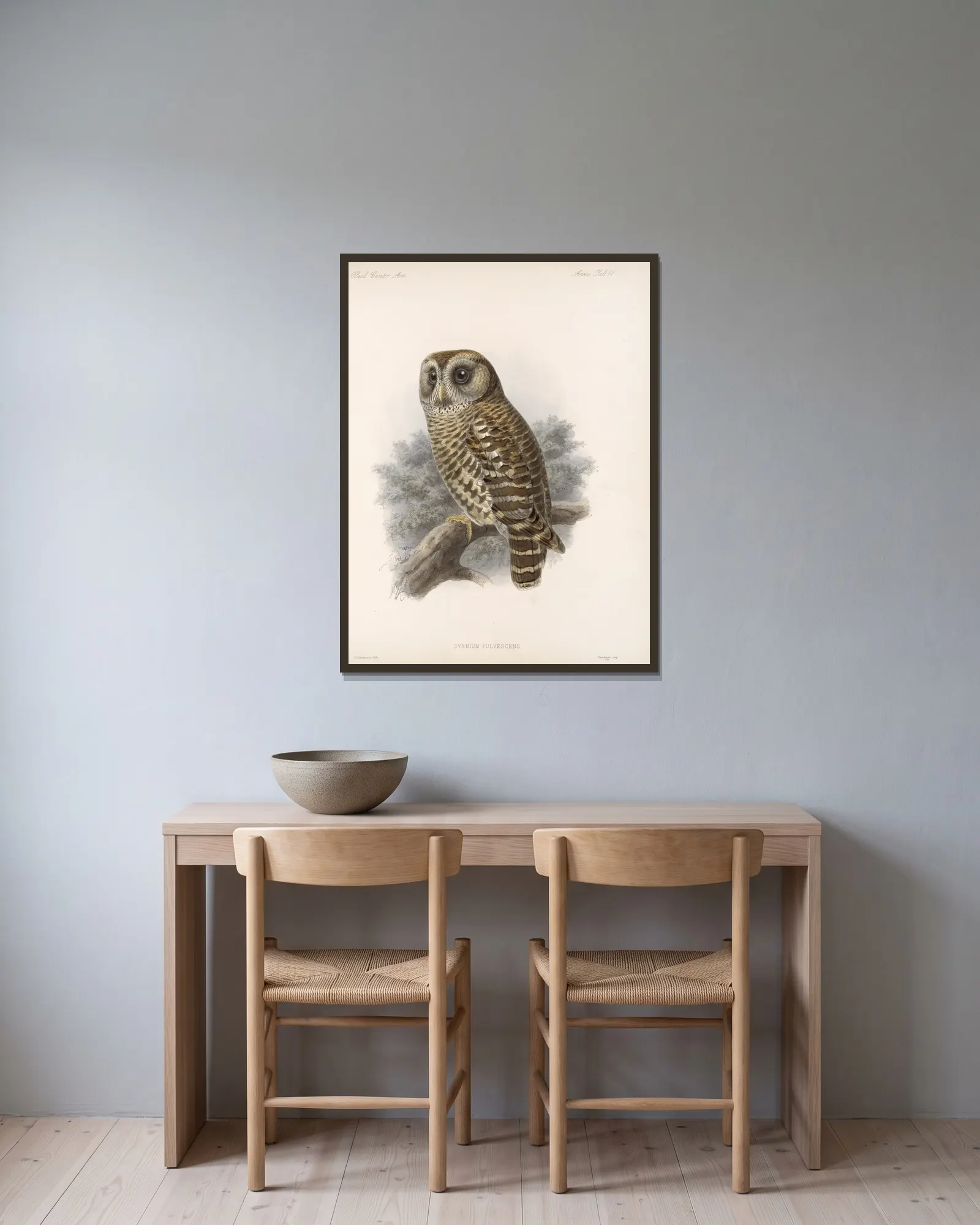 Aves Pl 66 av Frederick DuCane Godman inramad på en vägg