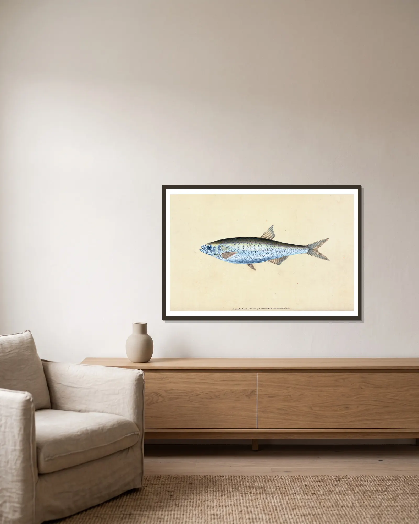 Bleak, Cyprinus Alburnus av Edward Donovan inramad på en vägg