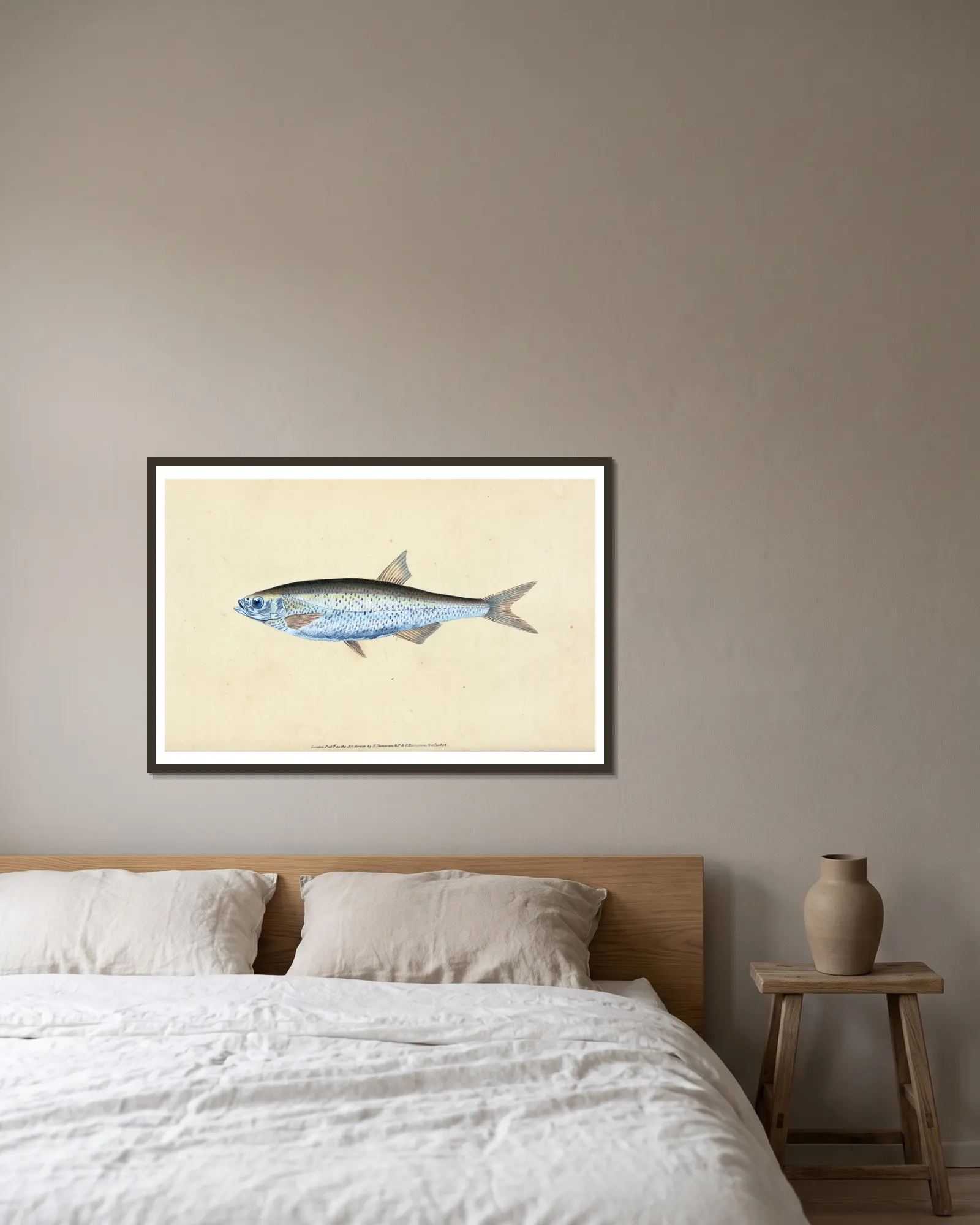 Bleak, Cyprinus Alburnus av Edward Donovan inramad på en vägg