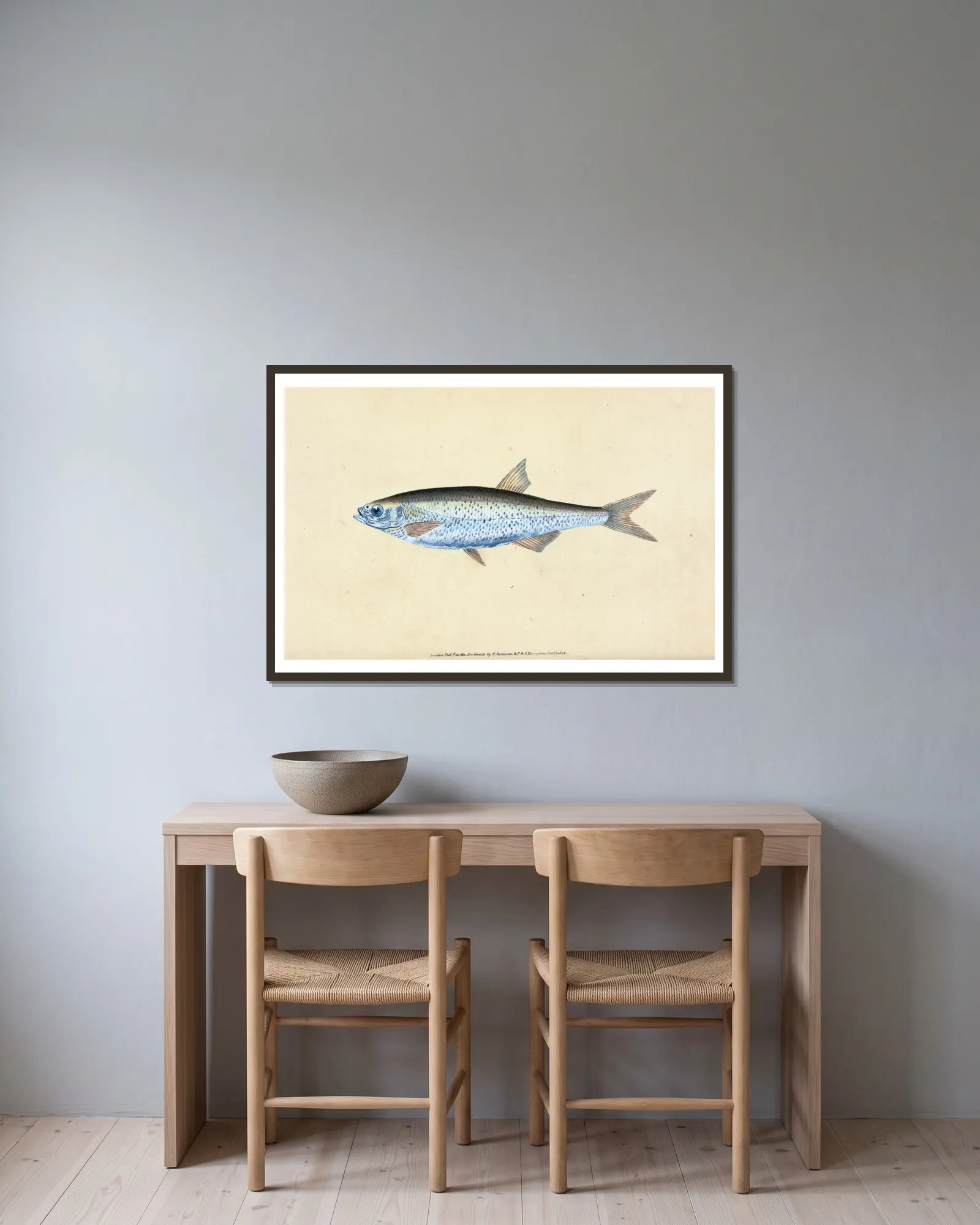 Bleak, Cyprinus Alburnus av Edward Donovan inramad på en vägg