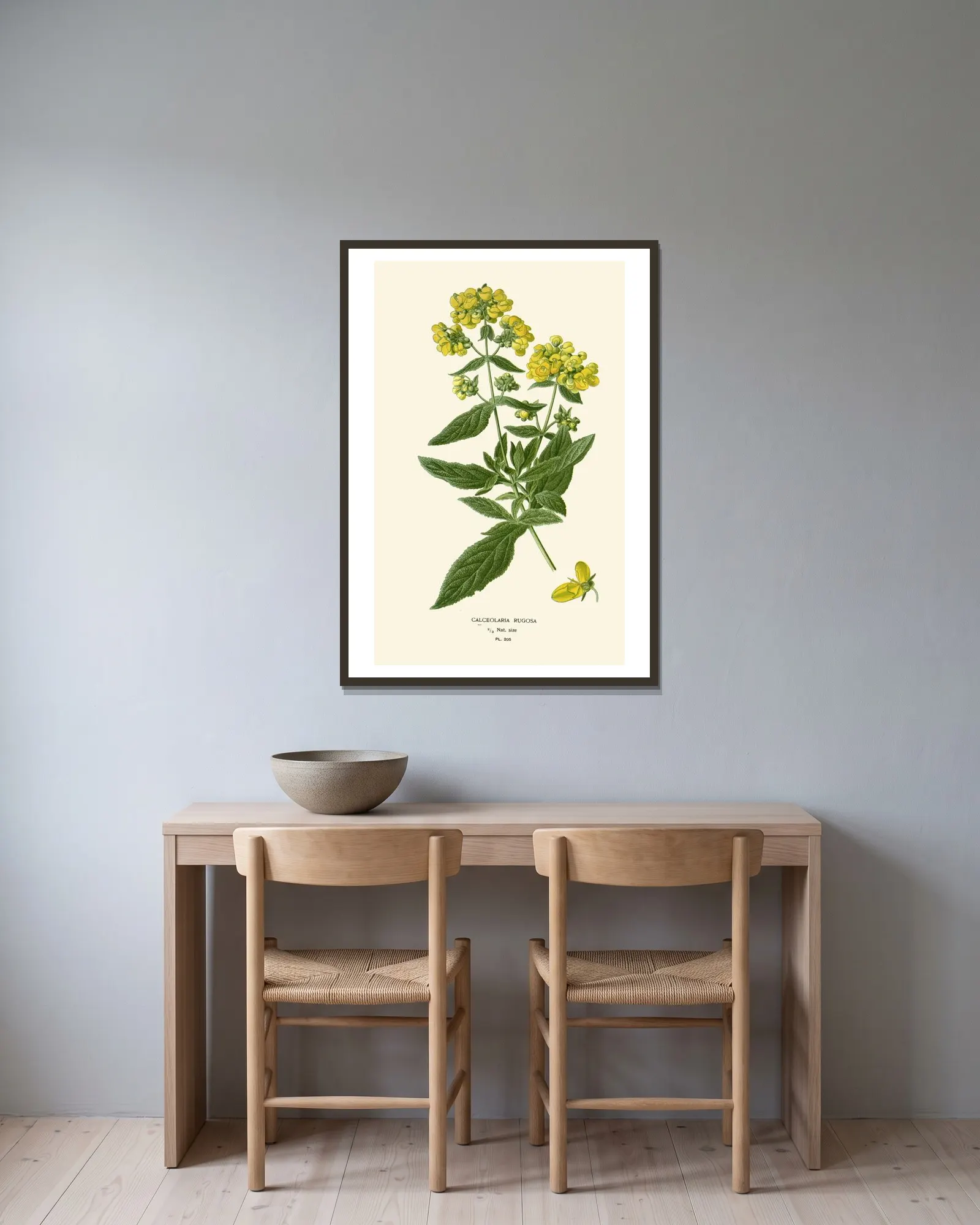 Calceolaria Rugosa av Edward Step inramad på en vägg