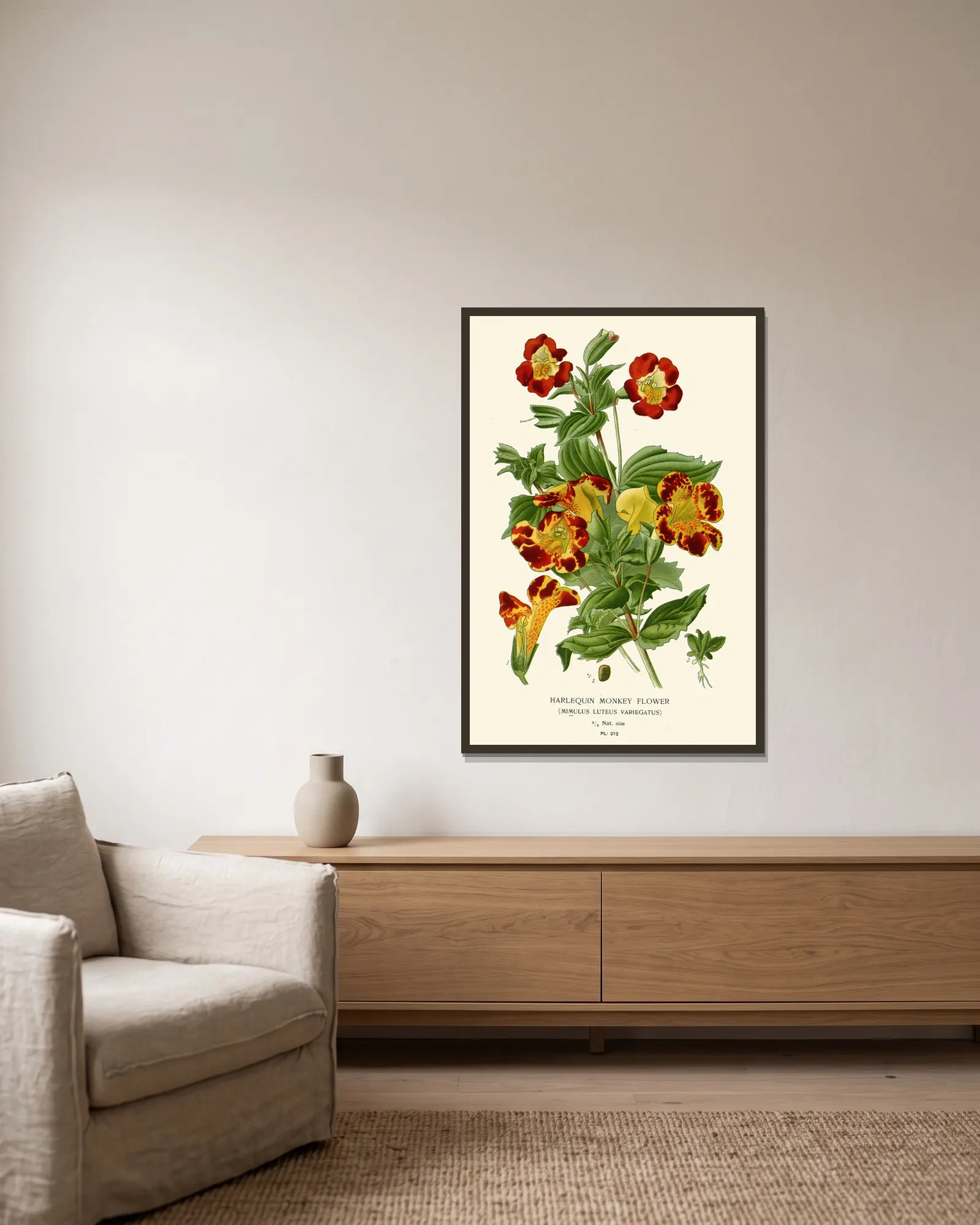Harlequin Monkey Flower av Edward Step inramad på en vägg