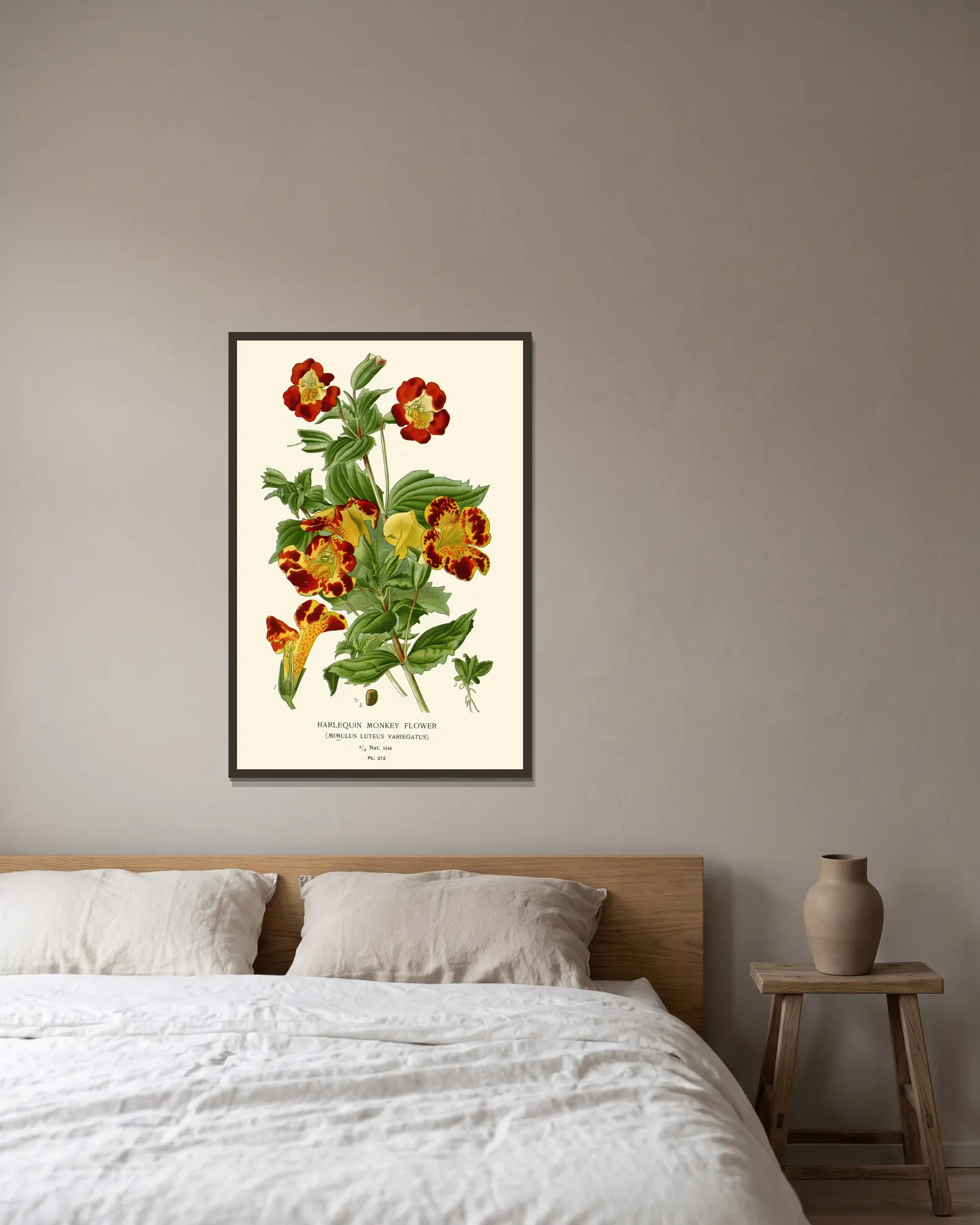 Harlequin Monkey Flower av Edward Step inramad på en vägg