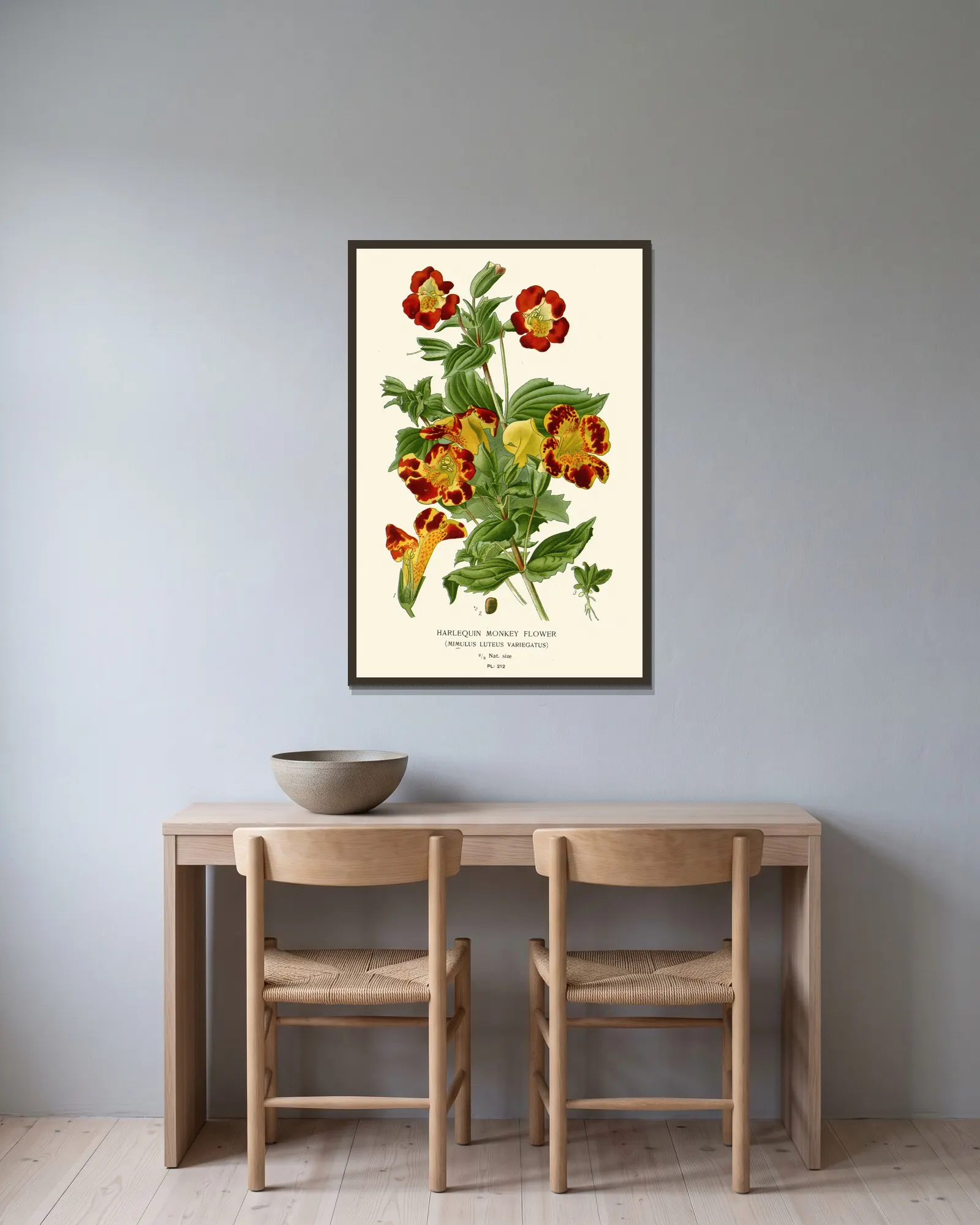 Harlequin Monkey Flower av Edward Step inramad på en vägg
