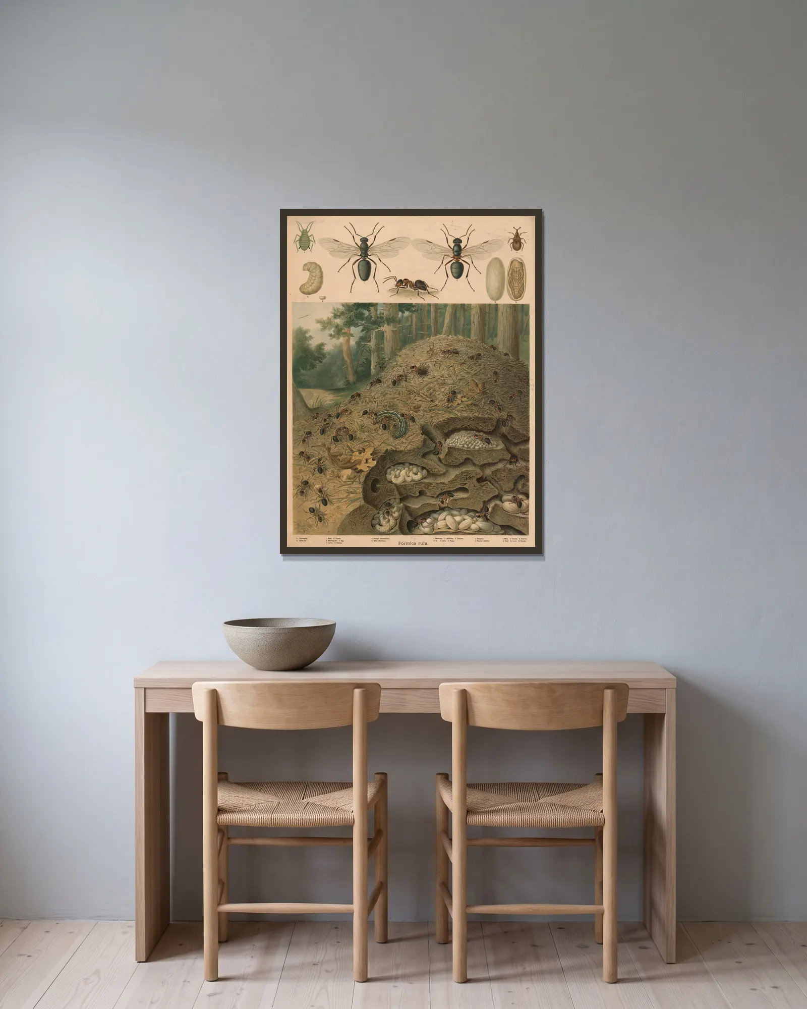 Red wood ant (Formica rufa), Anthill av Emil Schmidt inramad på en vägg