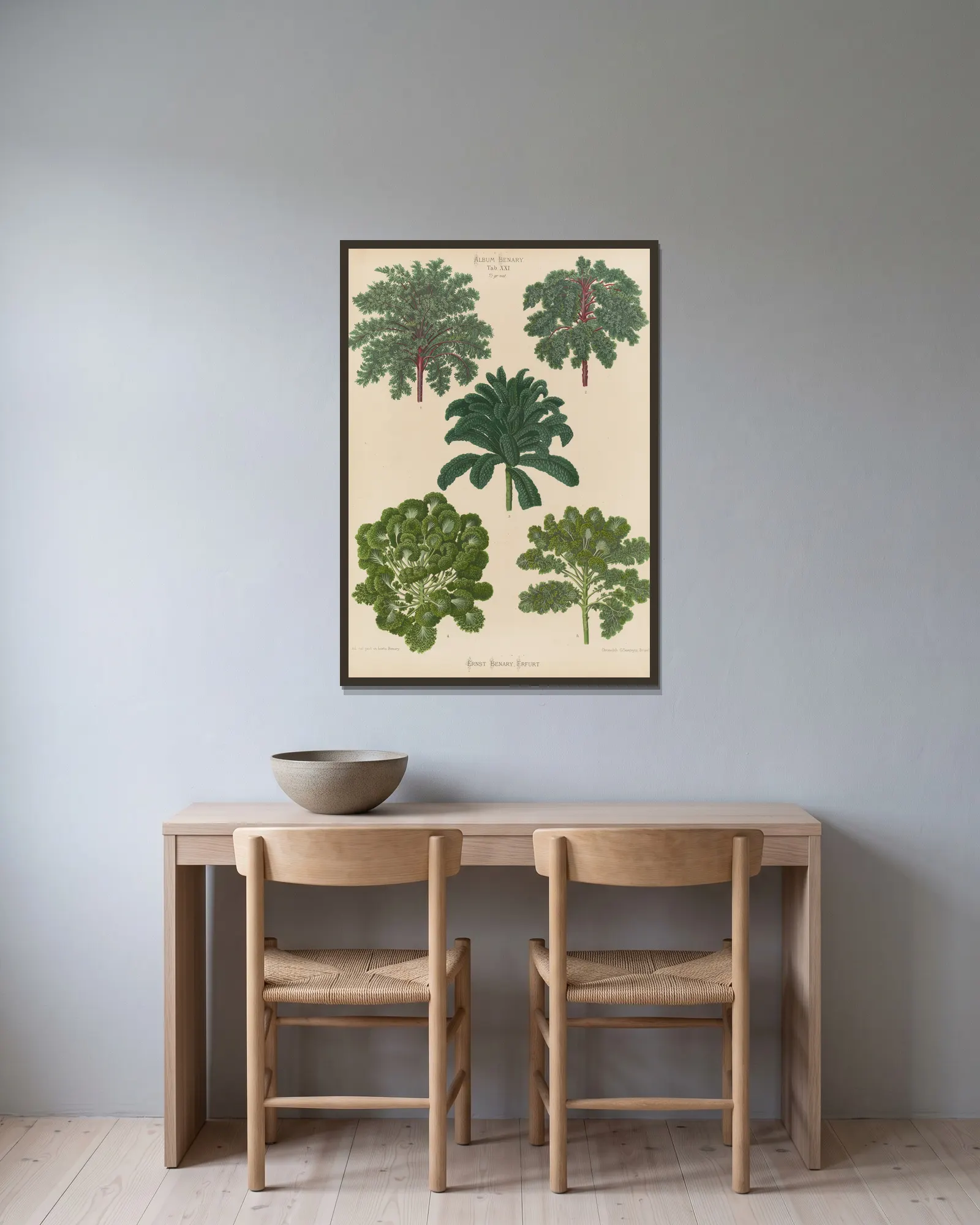 Ornamental Borecoles, or Kales av Ernst Benary inramad på en vägg