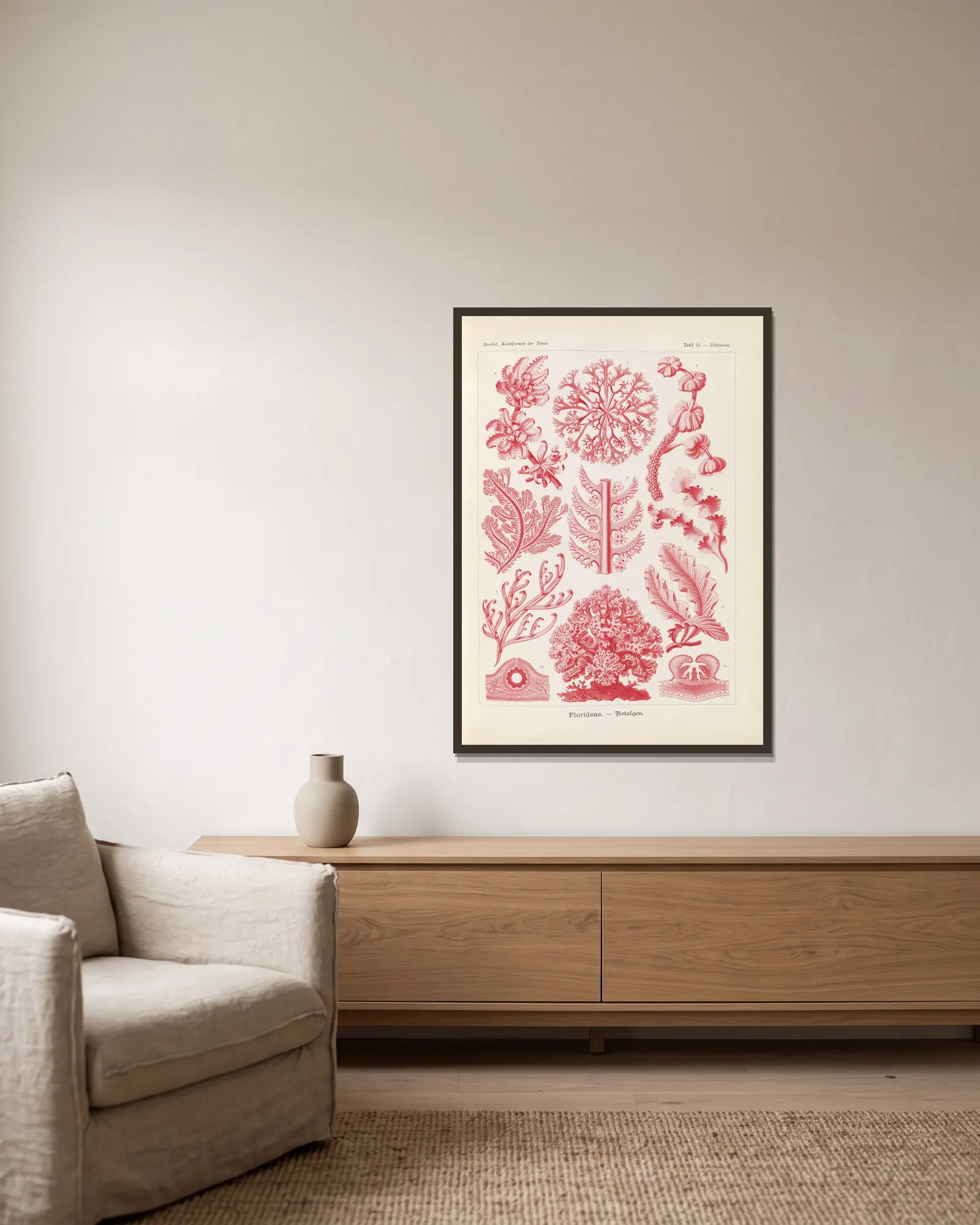 Florideae. – Rotalgen av Ernst Haeckel inramad på en vägg