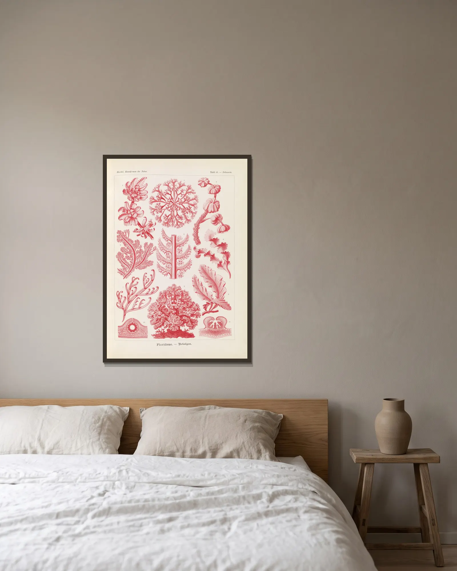 Florideae. – Rotalgen av Ernst Haeckel inramad på en vägg