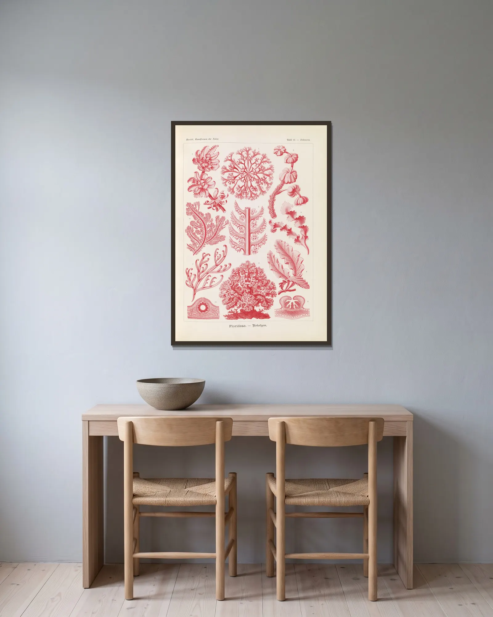 Florideae. – Rotalgen av Ernst Haeckel inramad på en vägg