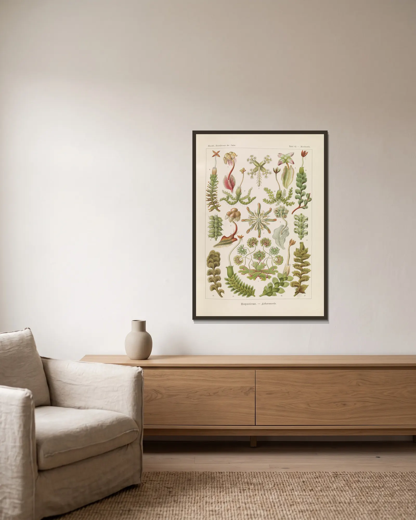 Hepaticae. – Lebermoose av Ernst Haeckel inramad på en vägg