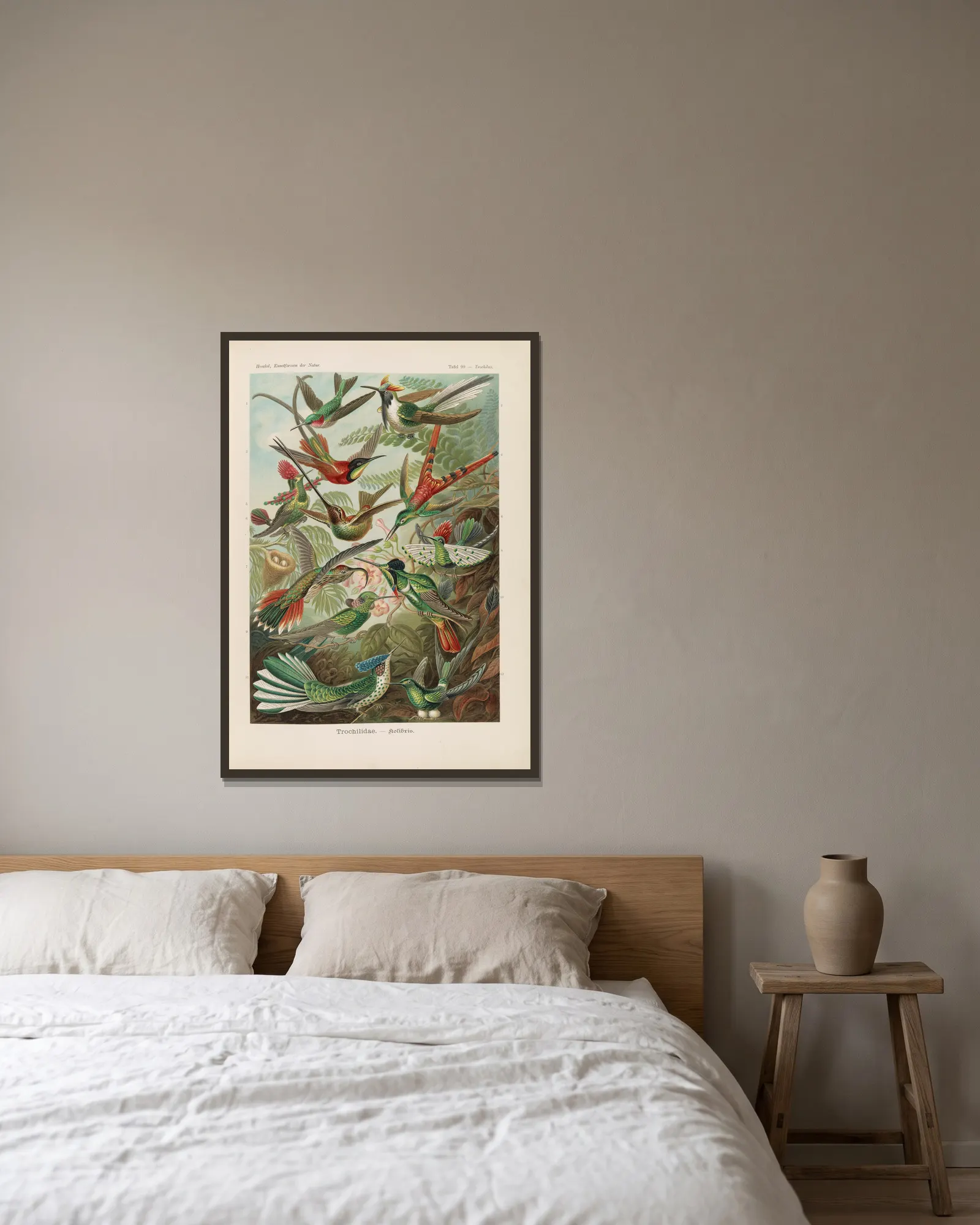 Trochilidae. – Kolibris av Ernst Haeckel inramad på en vägg