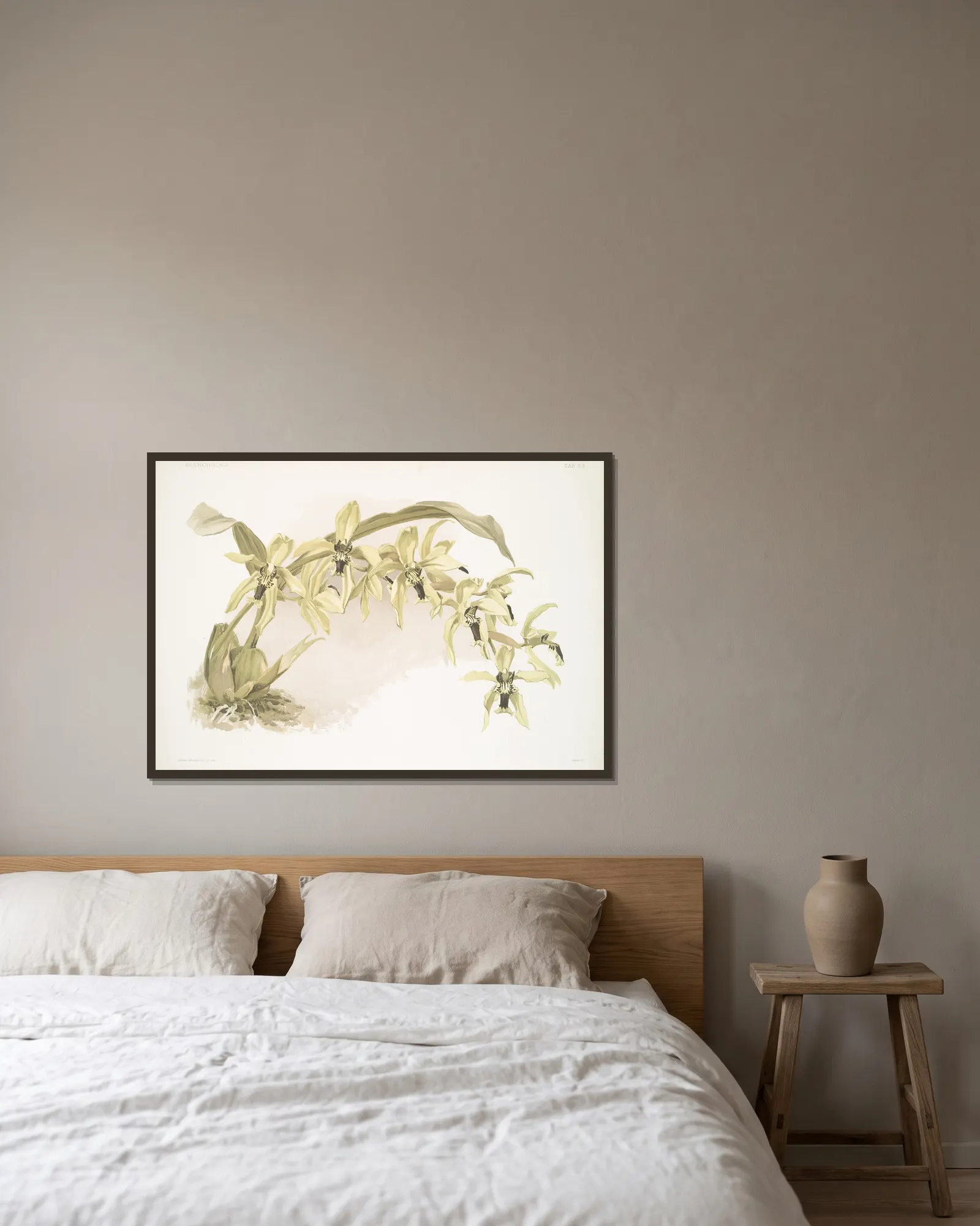 Coelogyne pandurata. av Frederick Sander inramad på en vägg