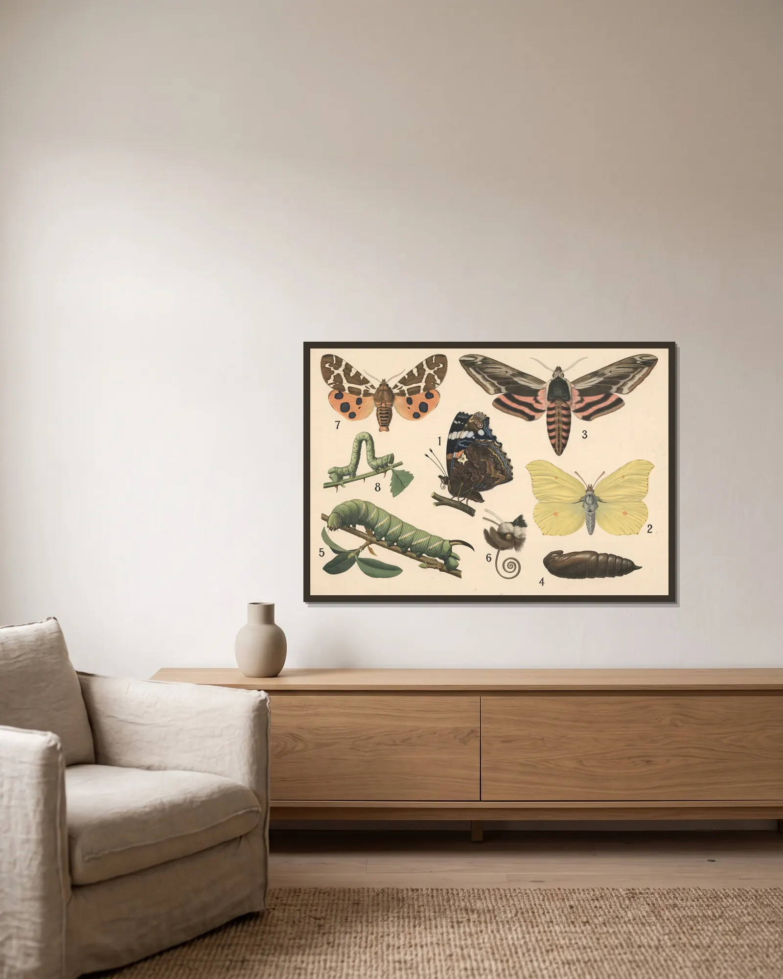 Butterflies av Friedrich Specht inramad på en vägg