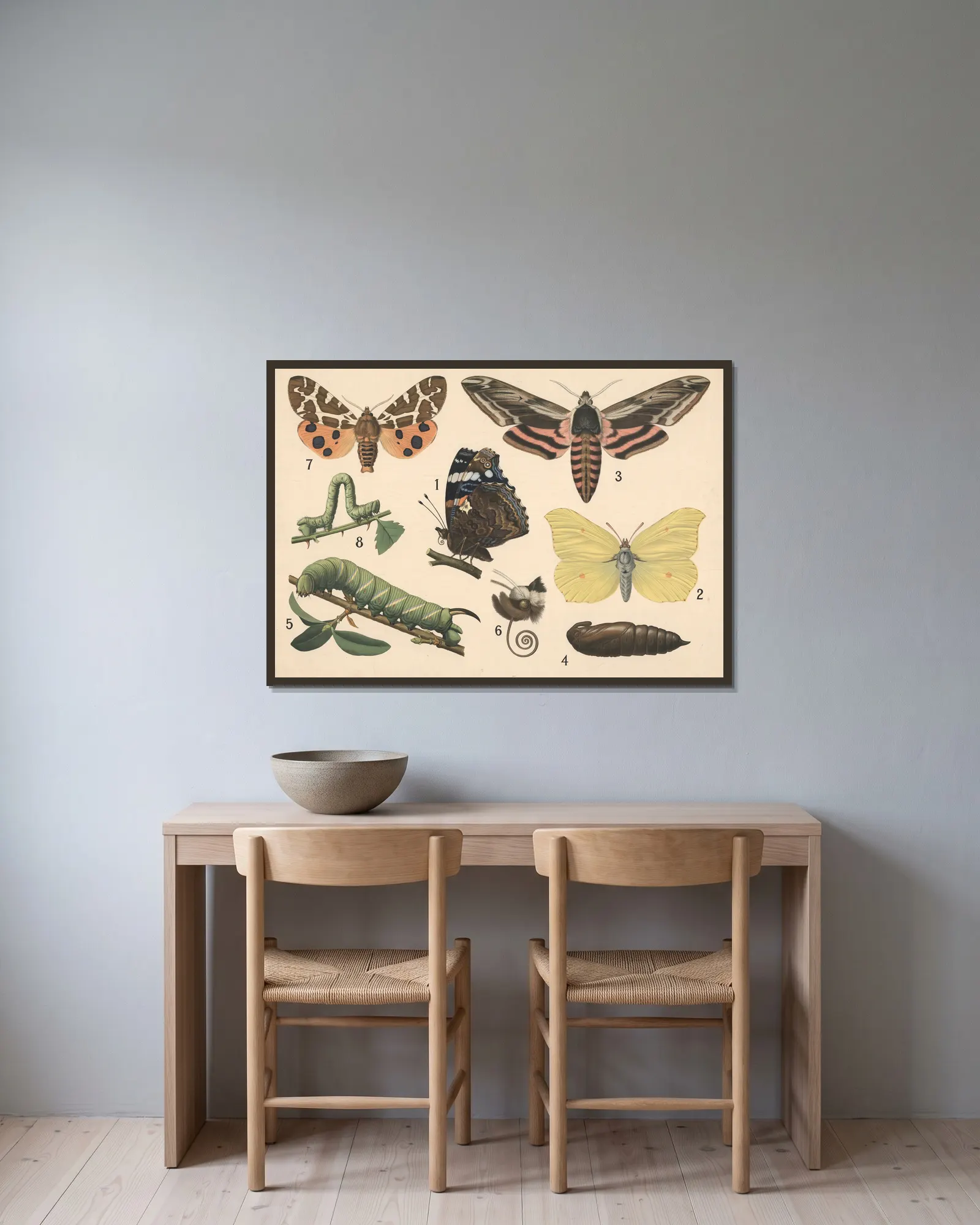 Butterflies av Friedrich Specht inramad på en vägg