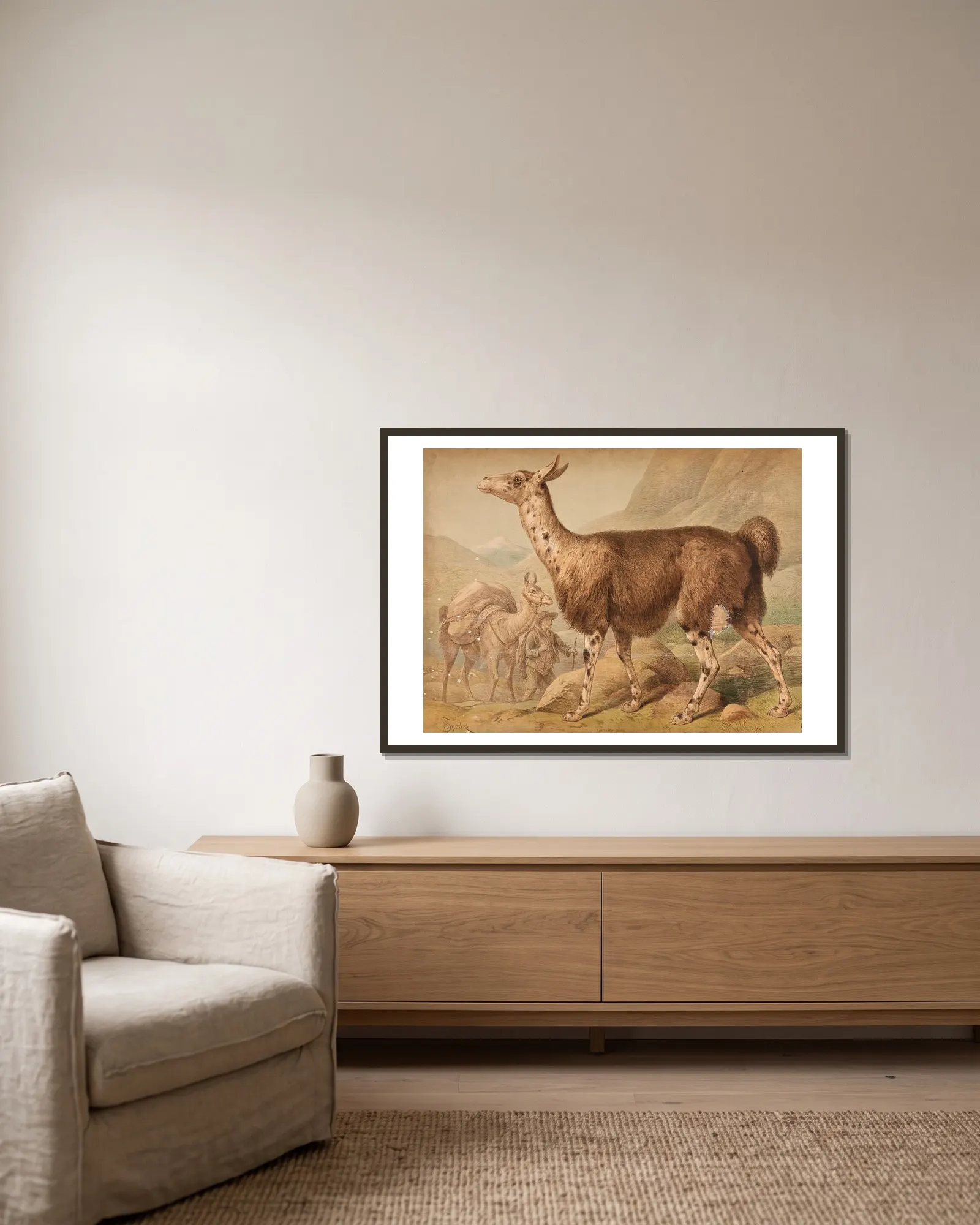 Llama (Auchenia Lama) av Friedrich Specht inramad på en vägg