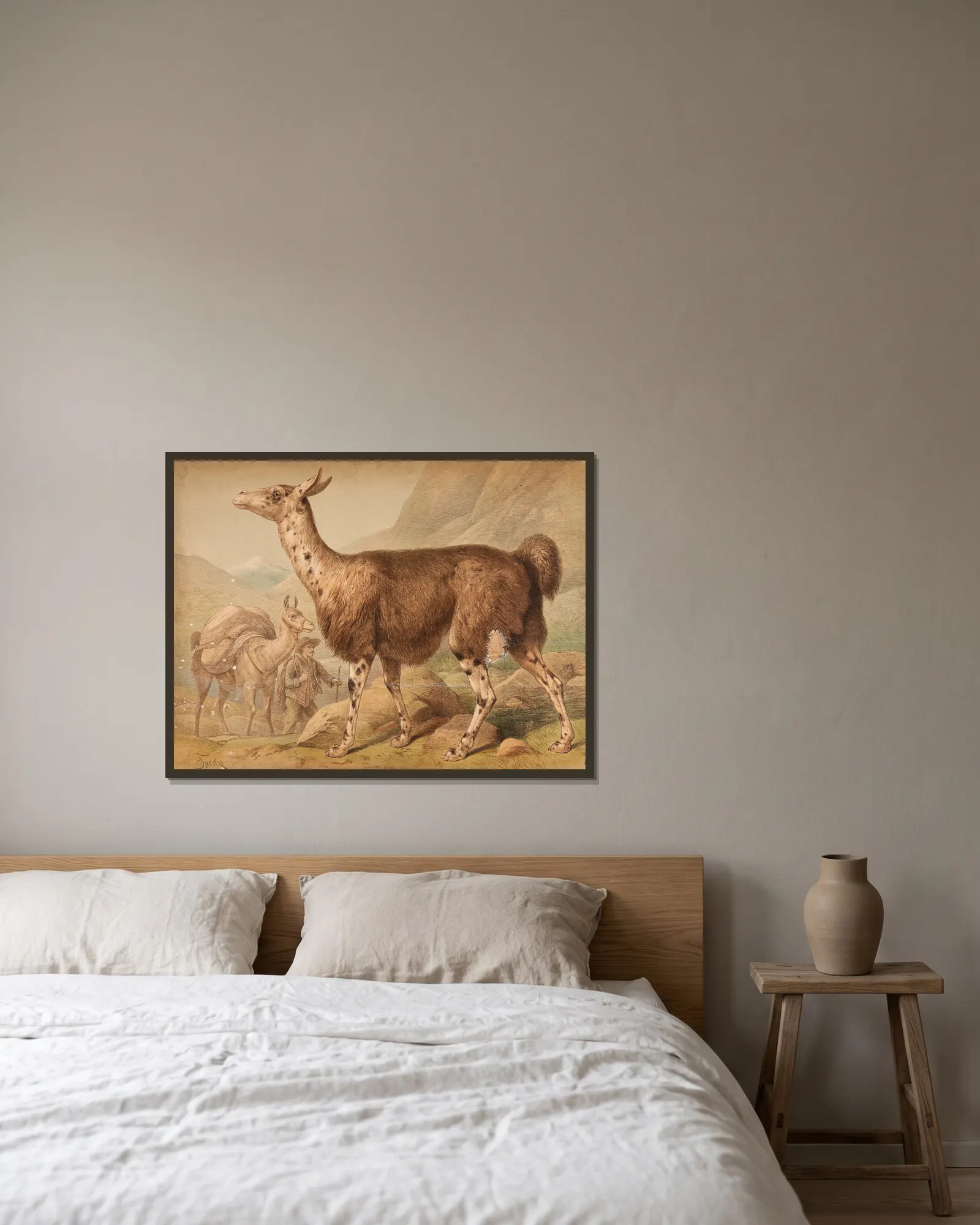 Llama (Auchenia Lama) av Friedrich Specht inramad på en vägg
