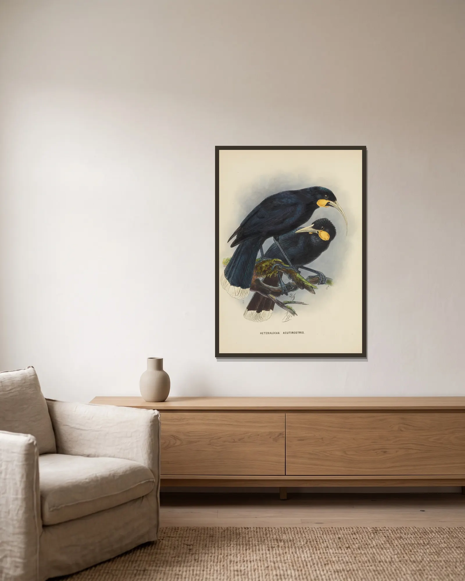 Heteralocha acutirostris av John Gerrard Keulemans inramad på en vägg
