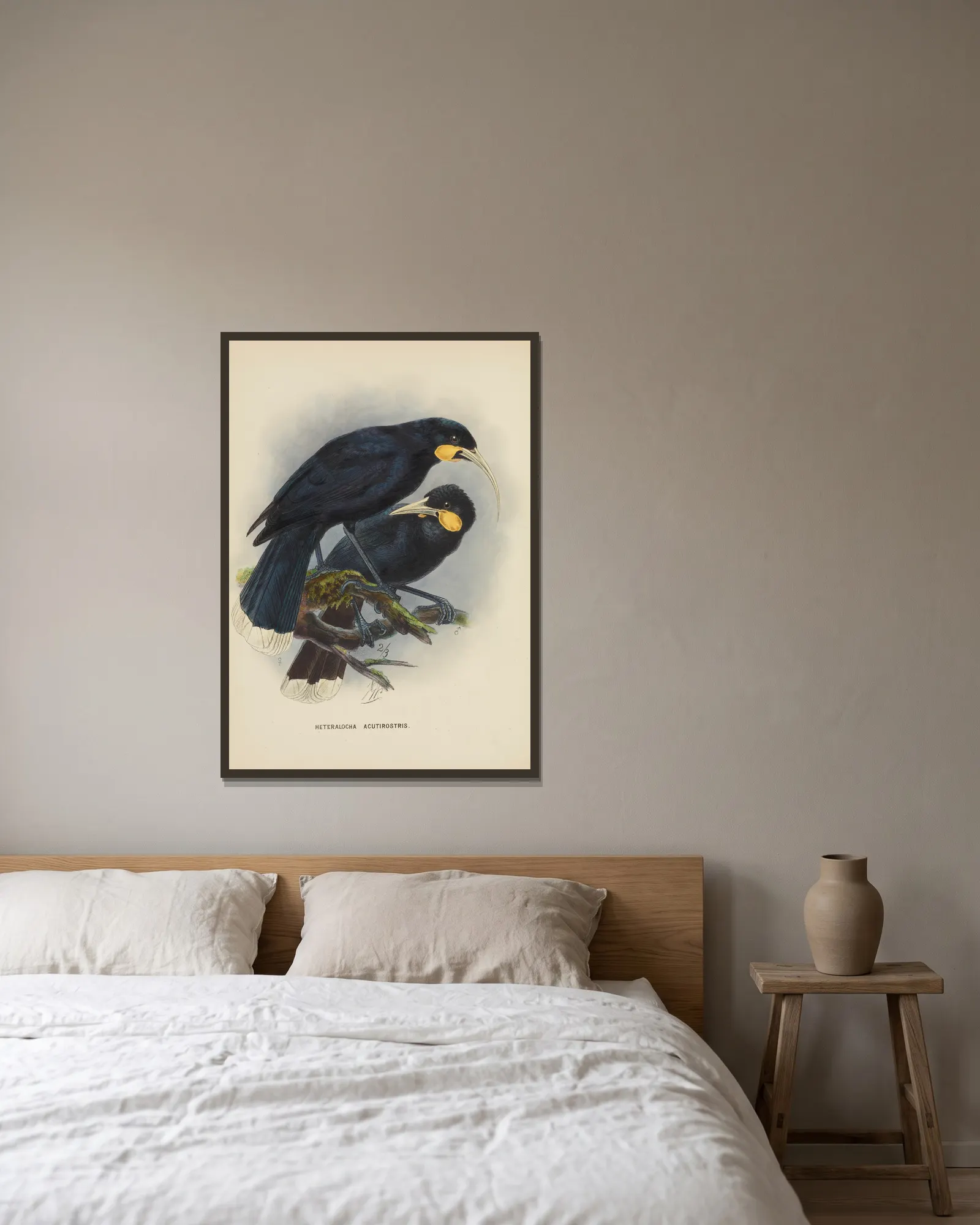 Heteralocha acutirostris av John Gerrard Keulemans inramad på en vägg
