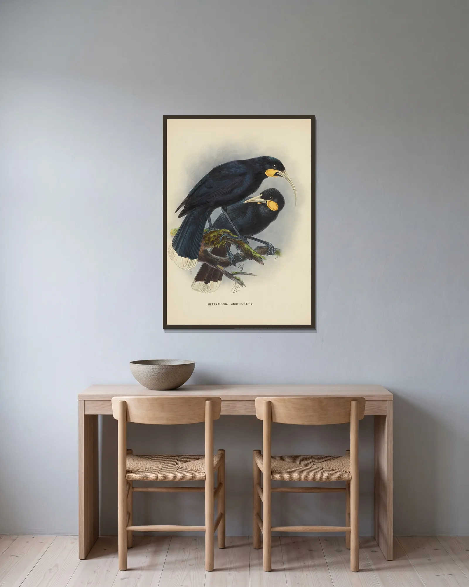 Heteralocha acutirostris av John Gerrard Keulemans inramad på en vägg