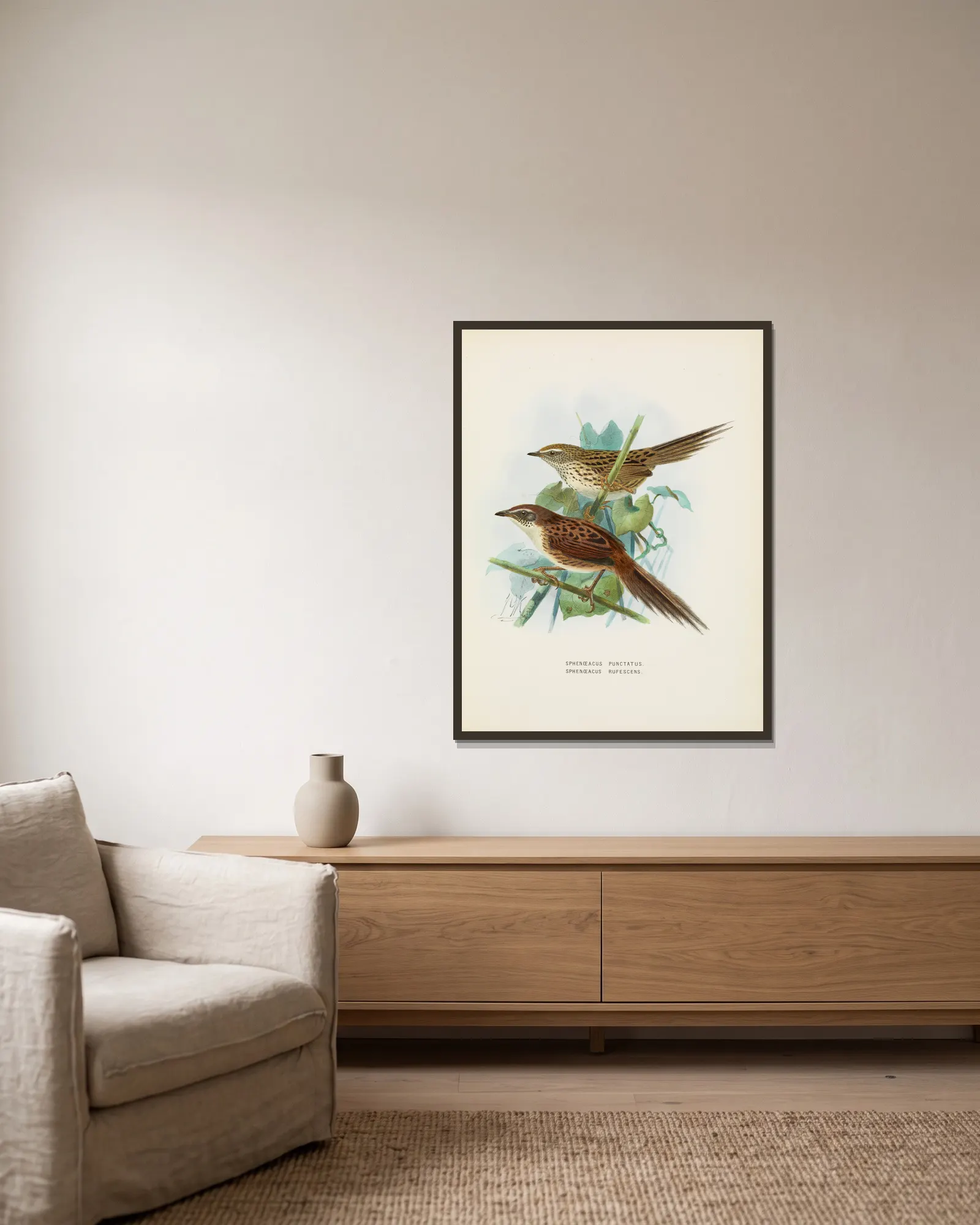 Spenoeacus punctatus and Spenoeacus rufescens av John Gerrard Keulemans inramad på en vägg