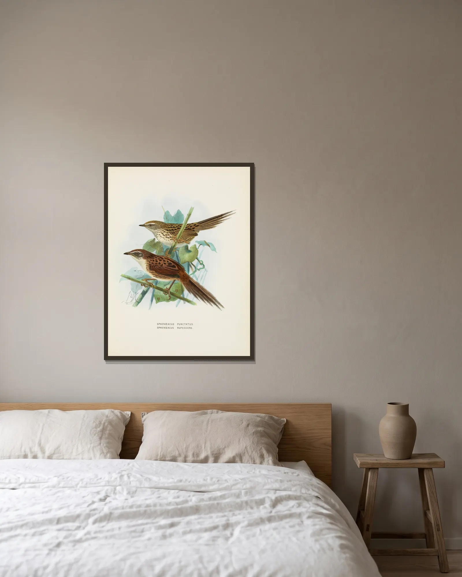 Spenoeacus punctatus and Spenoeacus rufescens av John Gerrard Keulemans inramad på en vägg