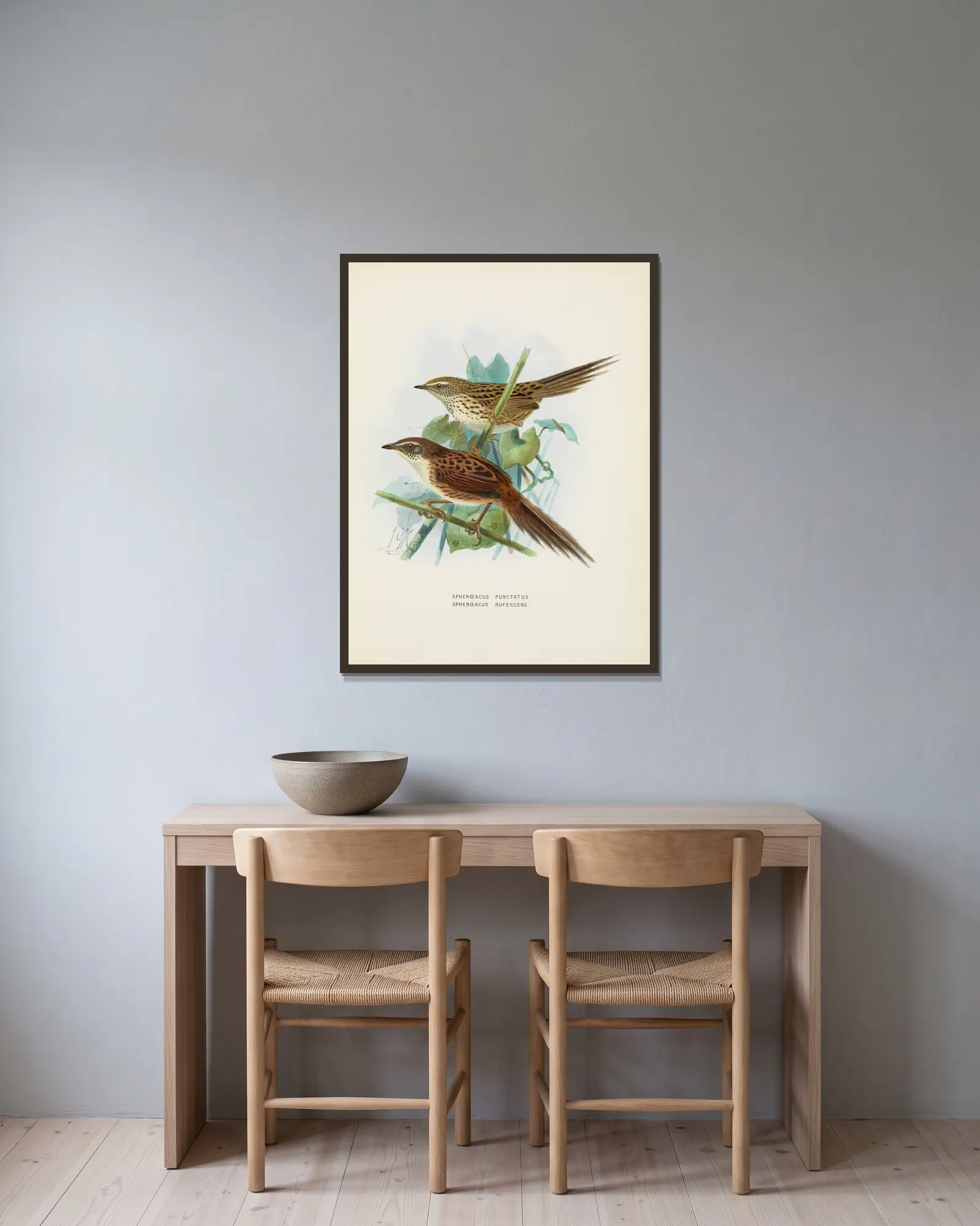 Spenoeacus punctatus and Spenoeacus rufescens av John Gerrard Keulemans inramad på en vägg
