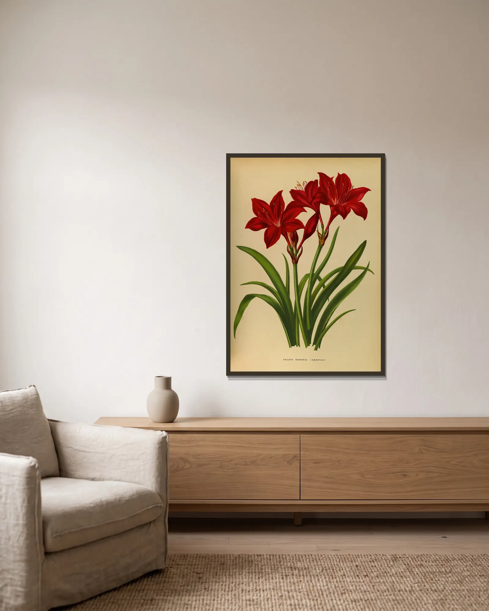 Vallota Purpurea ( Amaryllis ) av Arentina Hendrica Arendsen inramad på en vägg