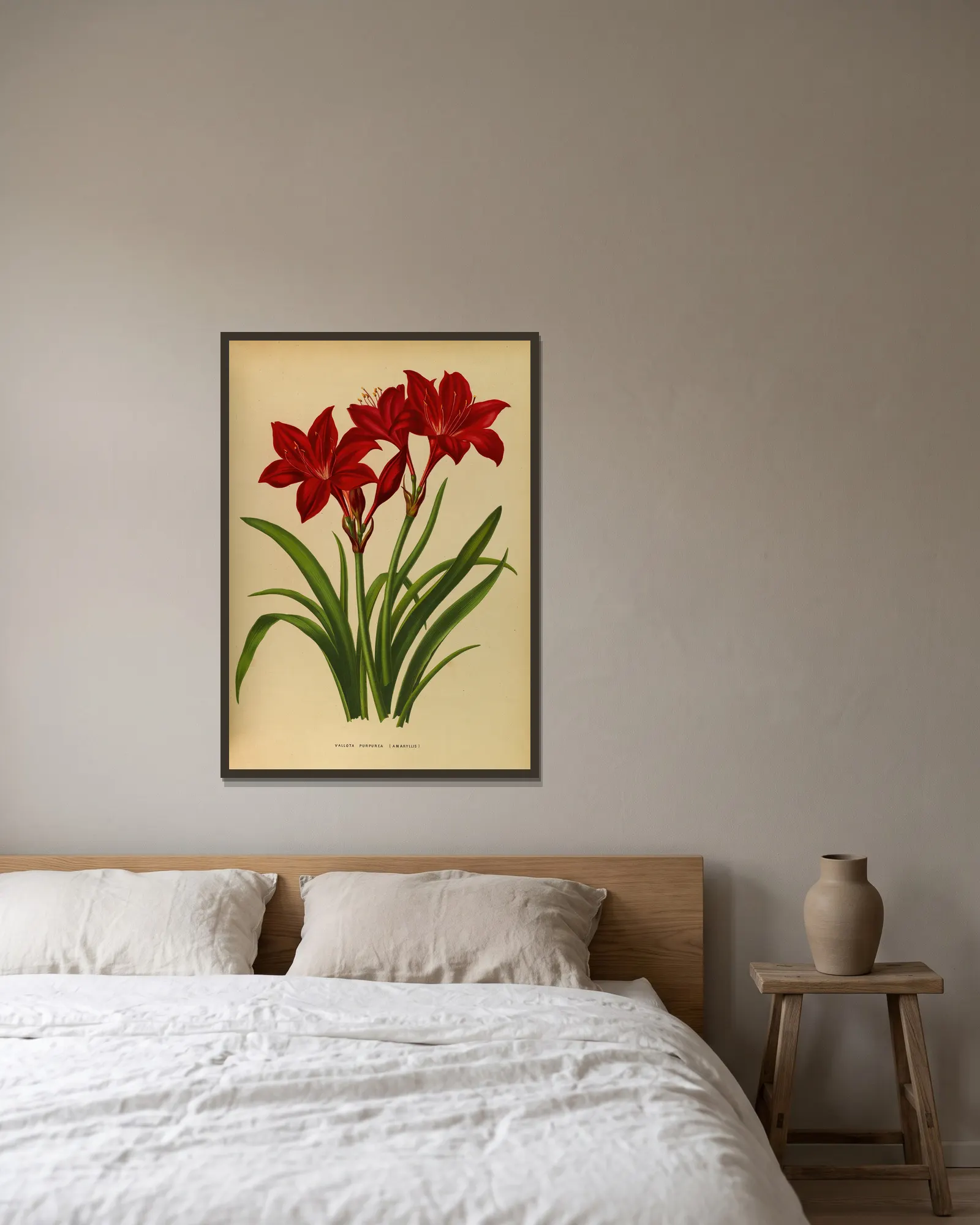 Vallota Purpurea ( Amaryllis ) av Arentina Hendrica Arendsen inramad på en vägg