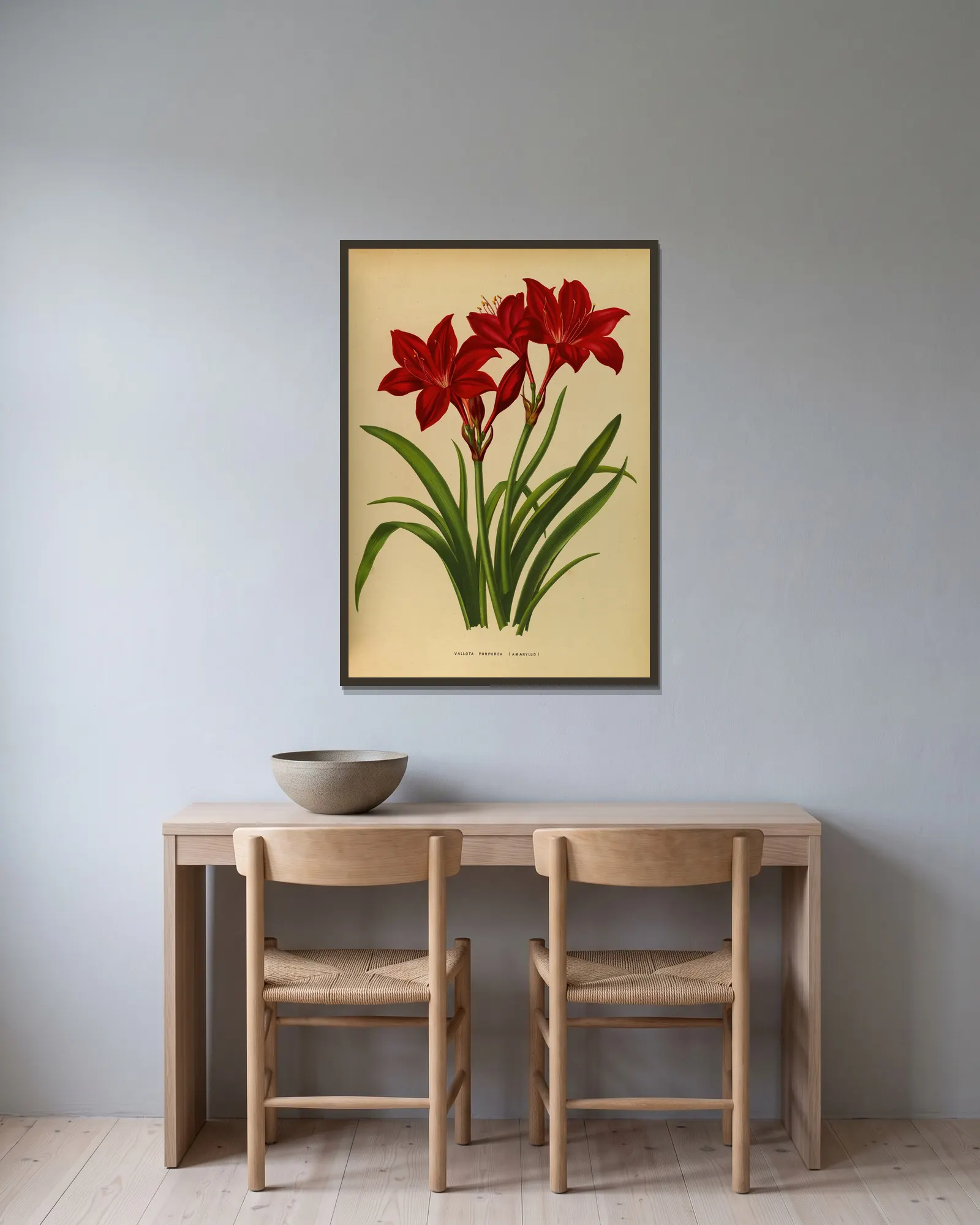 Vallota Purpurea ( Amaryllis ) av Arentina Hendrica Arendsen inramad på en vägg
