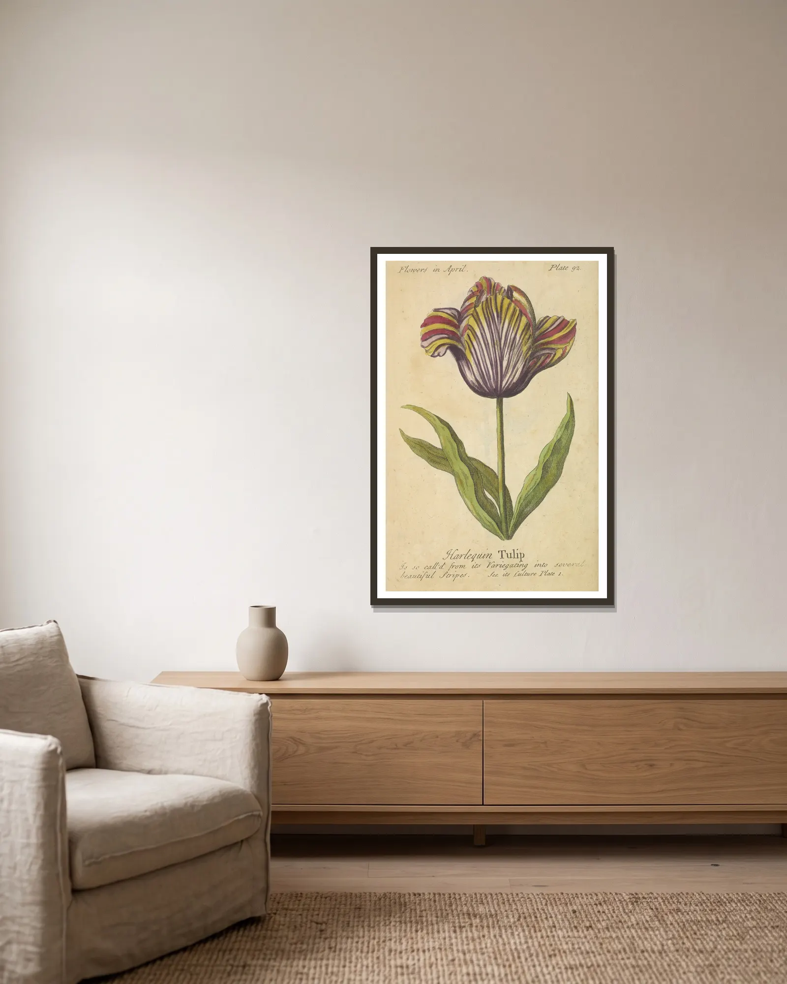 Harlequin Tulip av J. Duke inramad på en vägg