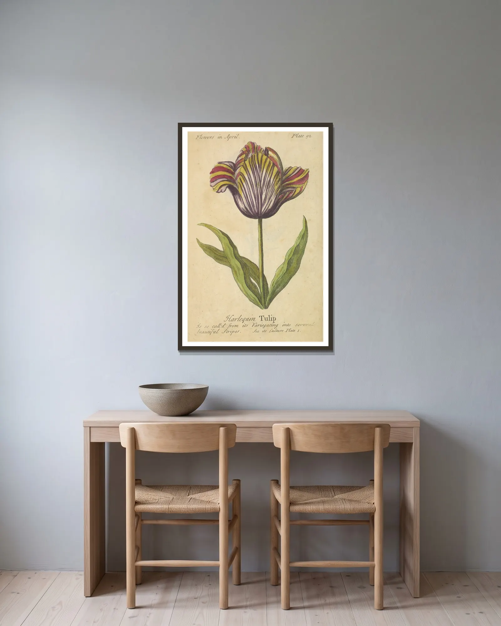 Harlequin Tulip av J. Duke inramad på en vägg