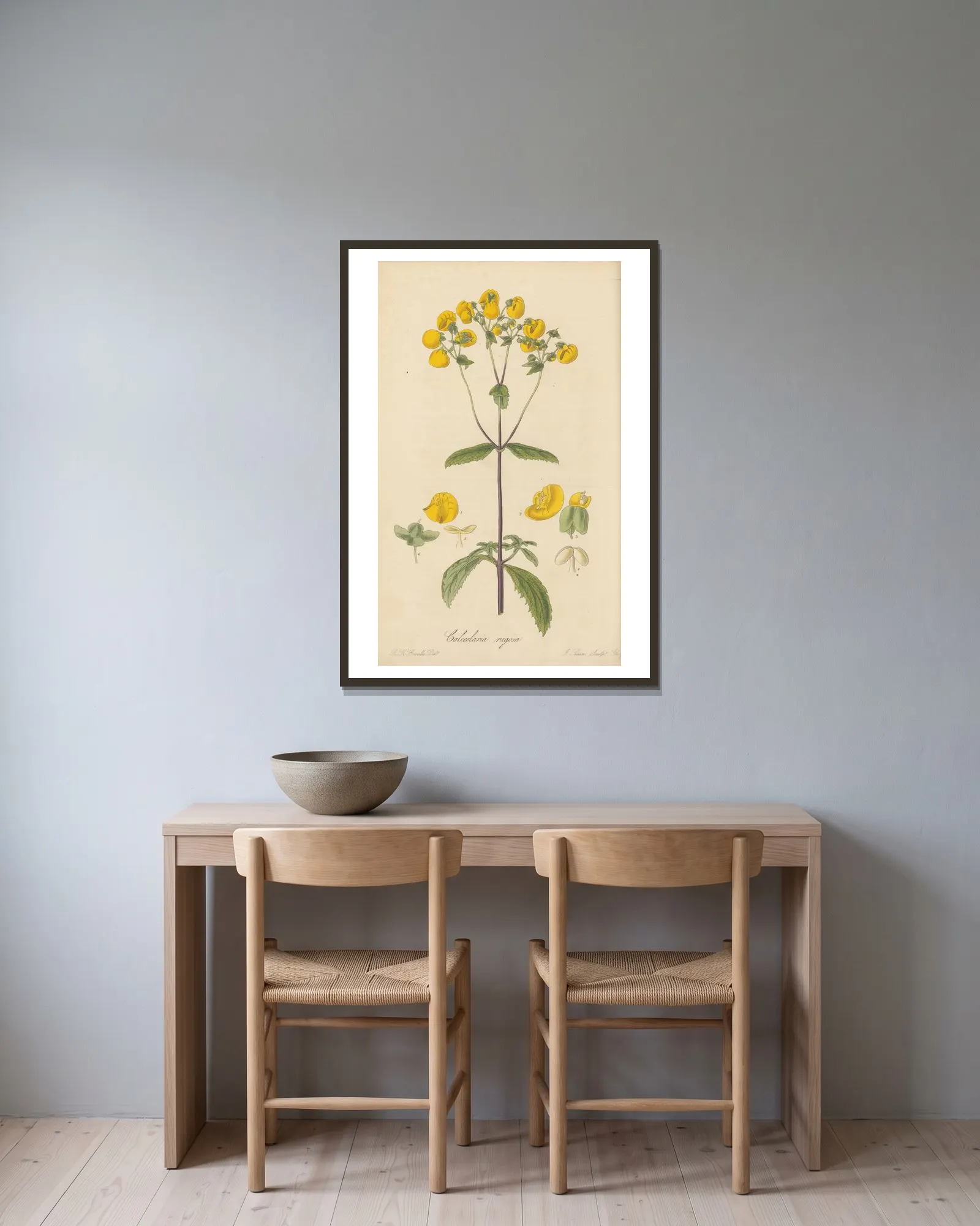 Calceolaria rugosa av William Jackson Hooker inramad på en vägg