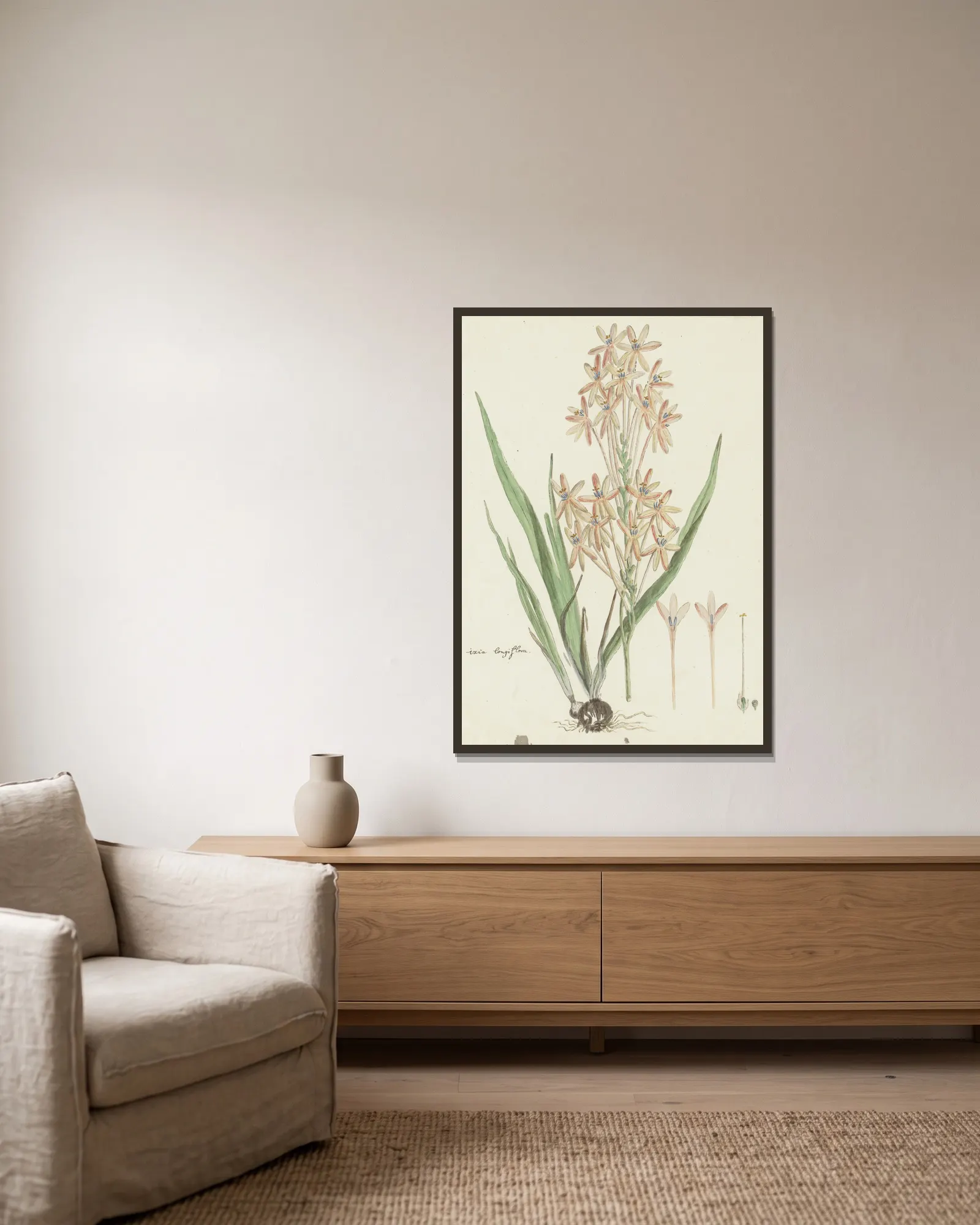 Ixia paniculata D. Delaroche av Robert Jacob Gordon inramad på en vägg