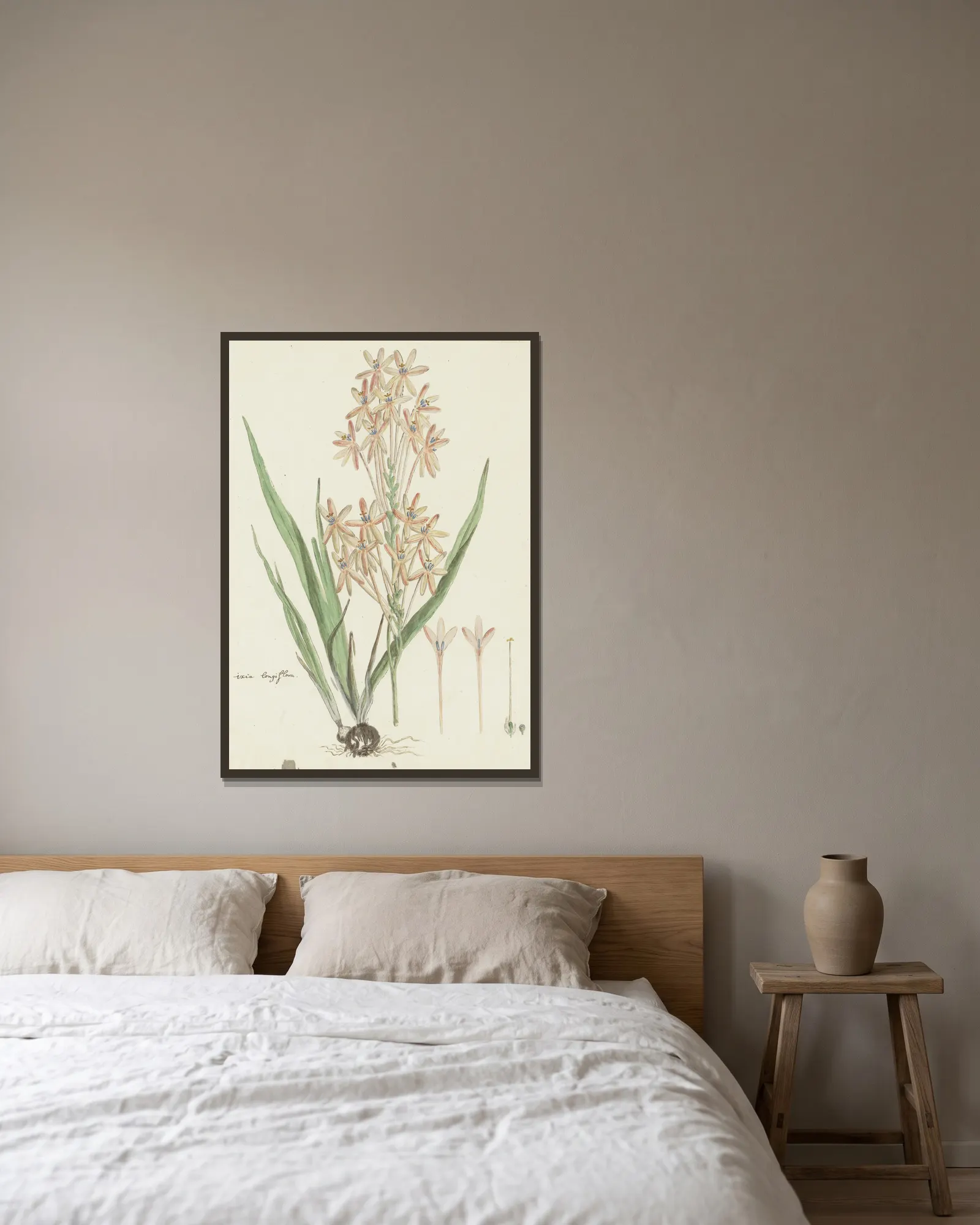 Ixia paniculata D. Delaroche av Robert Jacob Gordon inramad på en vägg