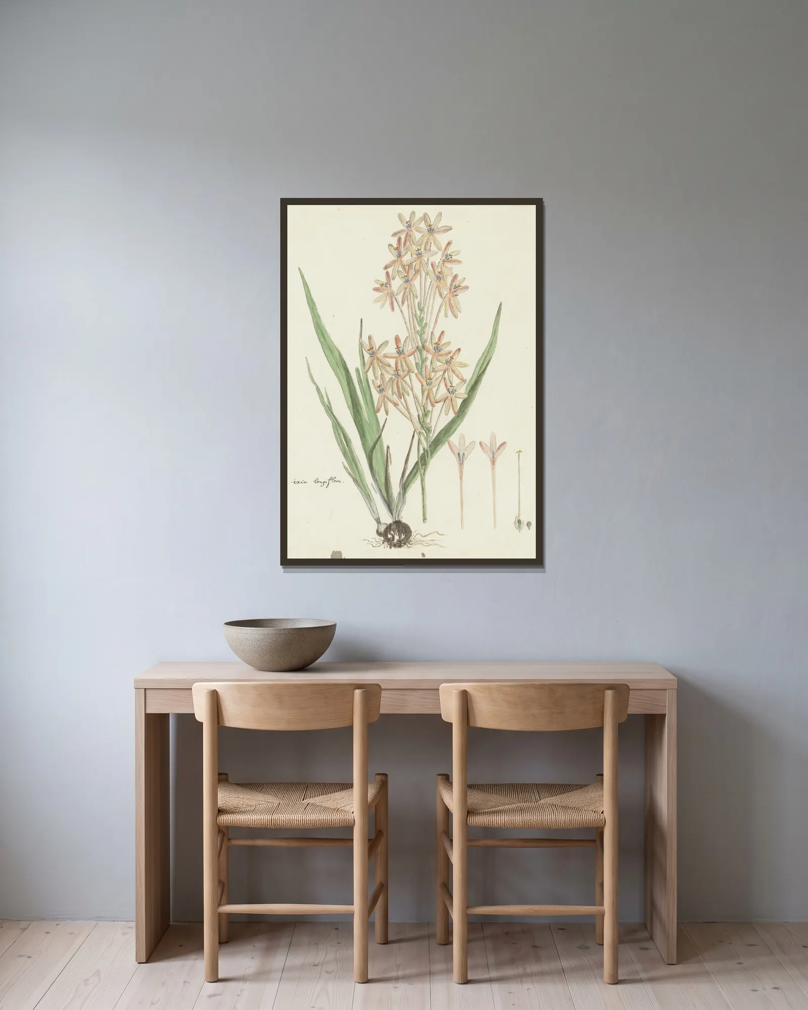 Ixia paniculata D. Delaroche av Robert Jacob Gordon inramad på en vägg