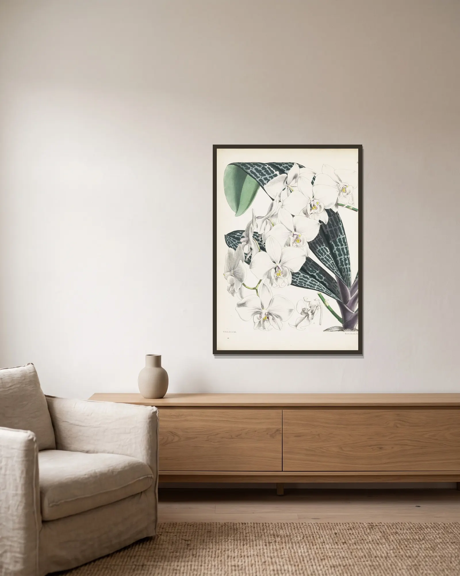 Schiller’s Phalaenopsis (Phalaenopsis schilleriana) av James Bateman inramad på en vägg