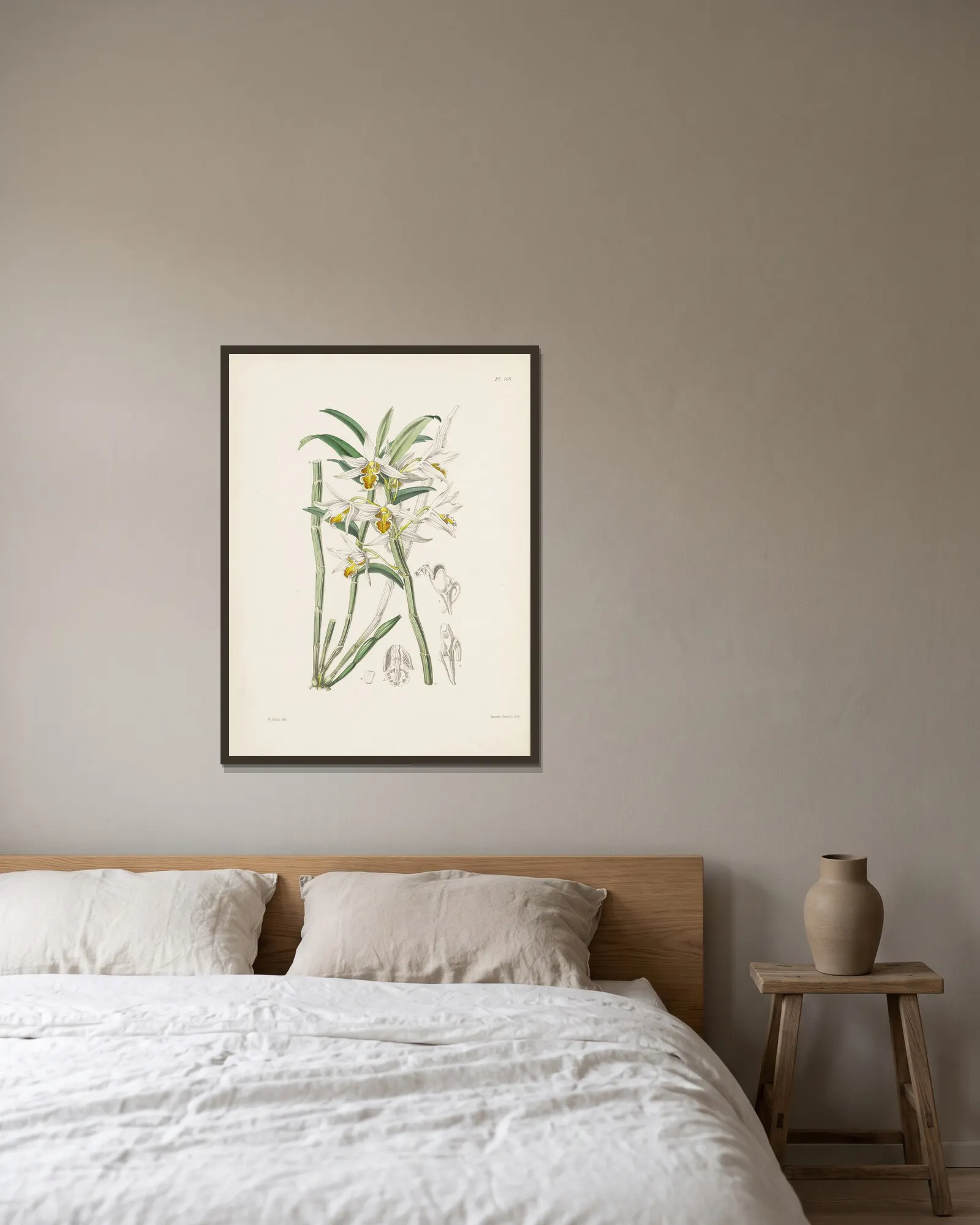 Yellow-veined Dendrobium (Dendrobium xanthophlebium) av James Bateman inramad på en vägg