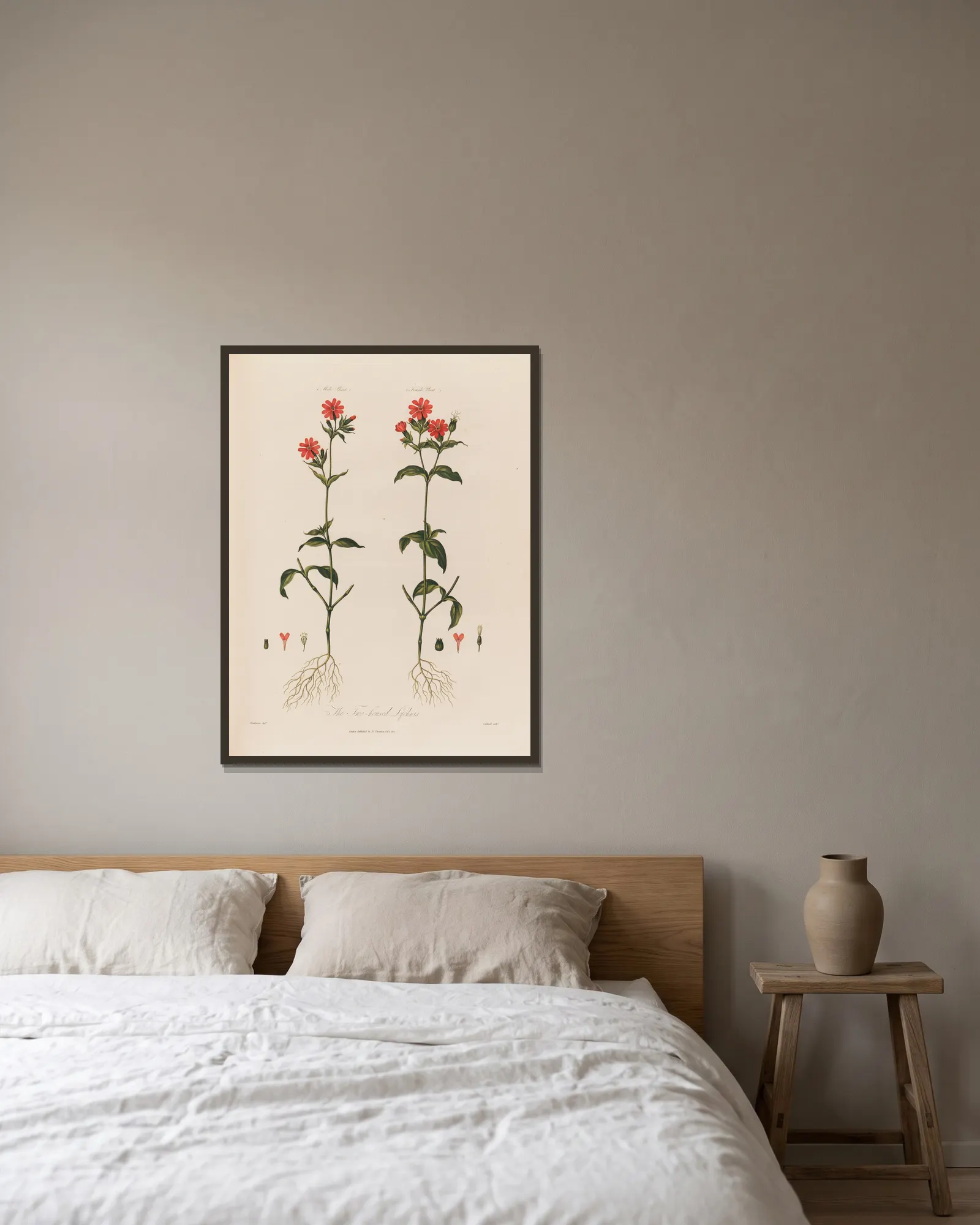The Two-housed Lychnis av Robert John Thornton inramad på en vägg
