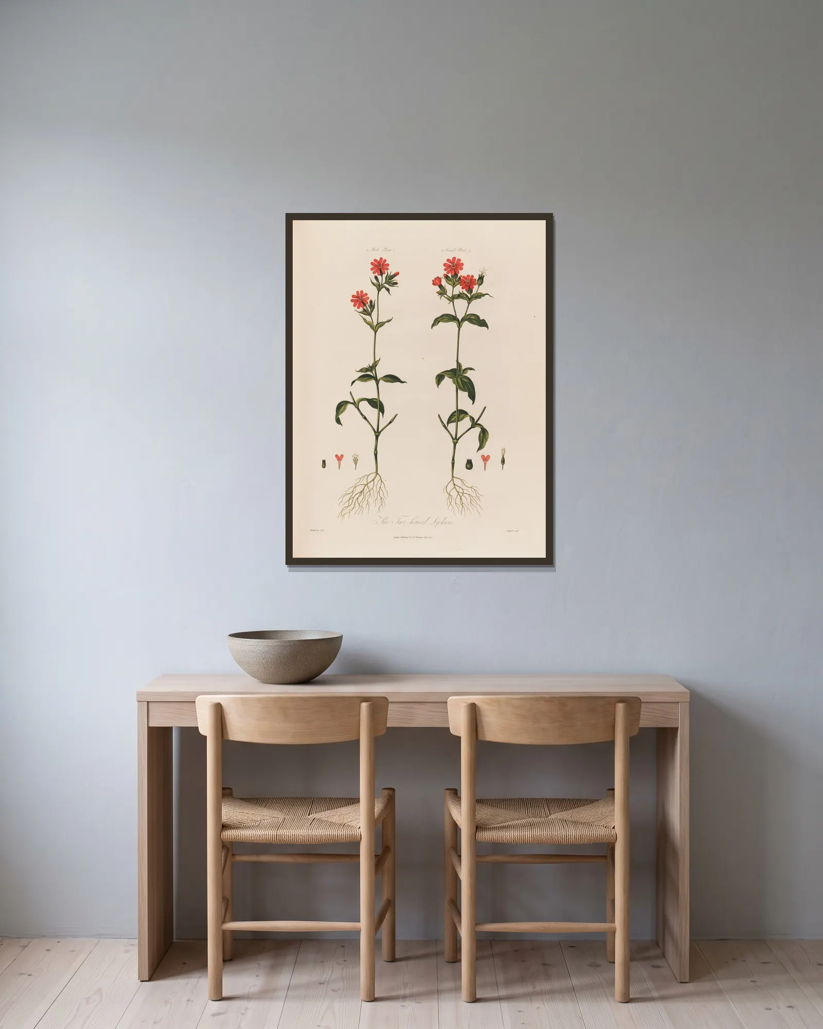The Two-housed Lychnis av Robert John Thornton inramad på en vägg