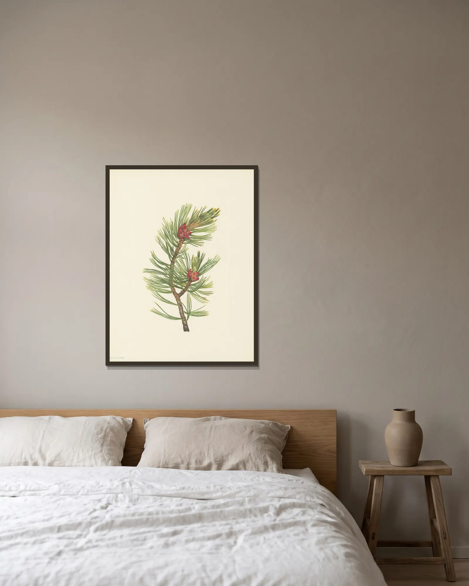 Whitebark Pine (Pinus albicaulis) av Mary Vaux Walcott inramad på en vägg